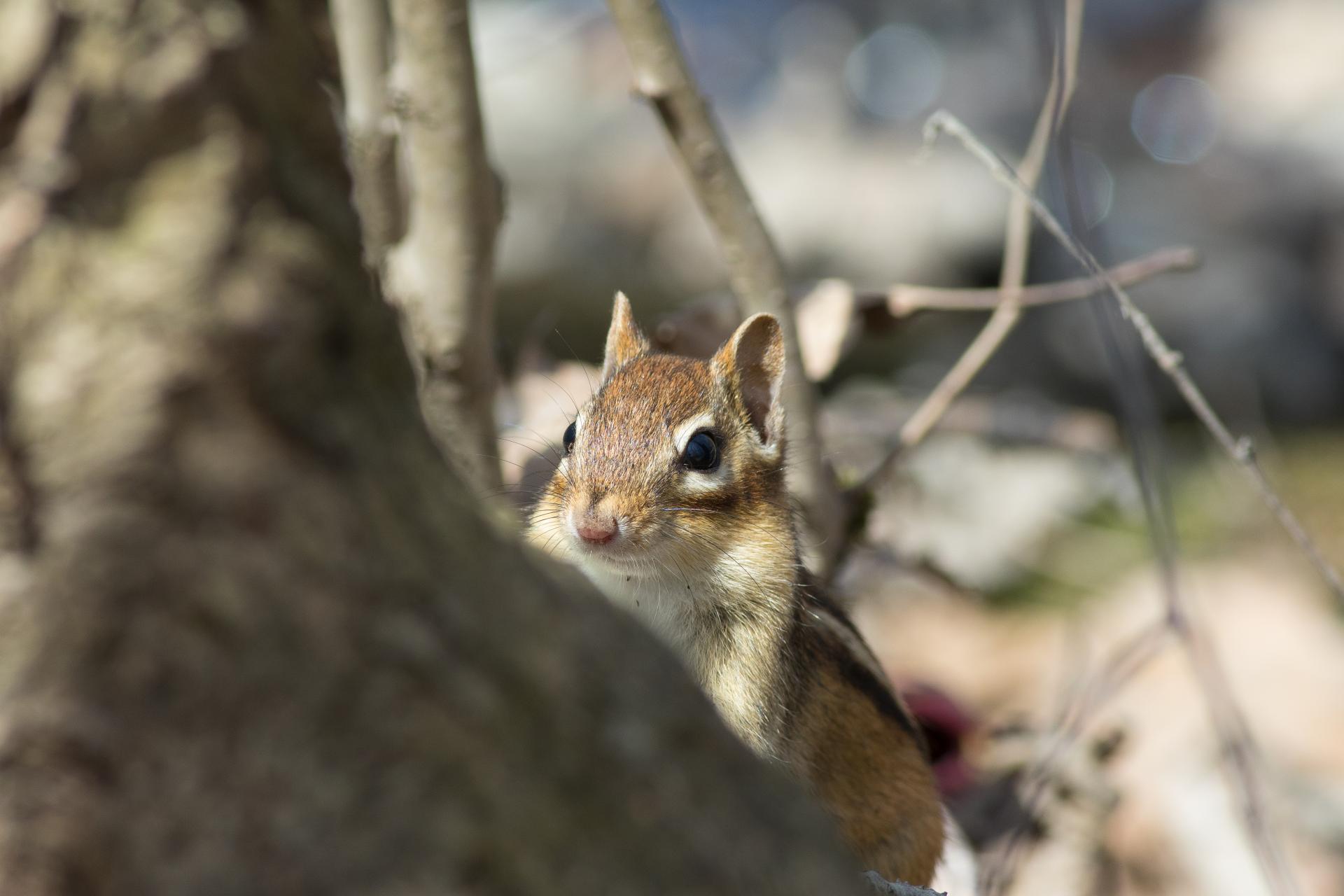 tamia-raye-Eastern-chipmunk