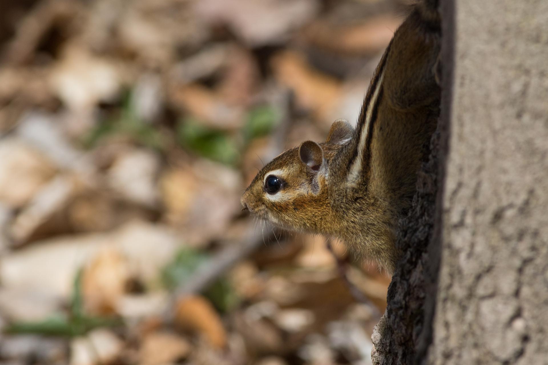 tamia-raye-Eastern-chipmunk