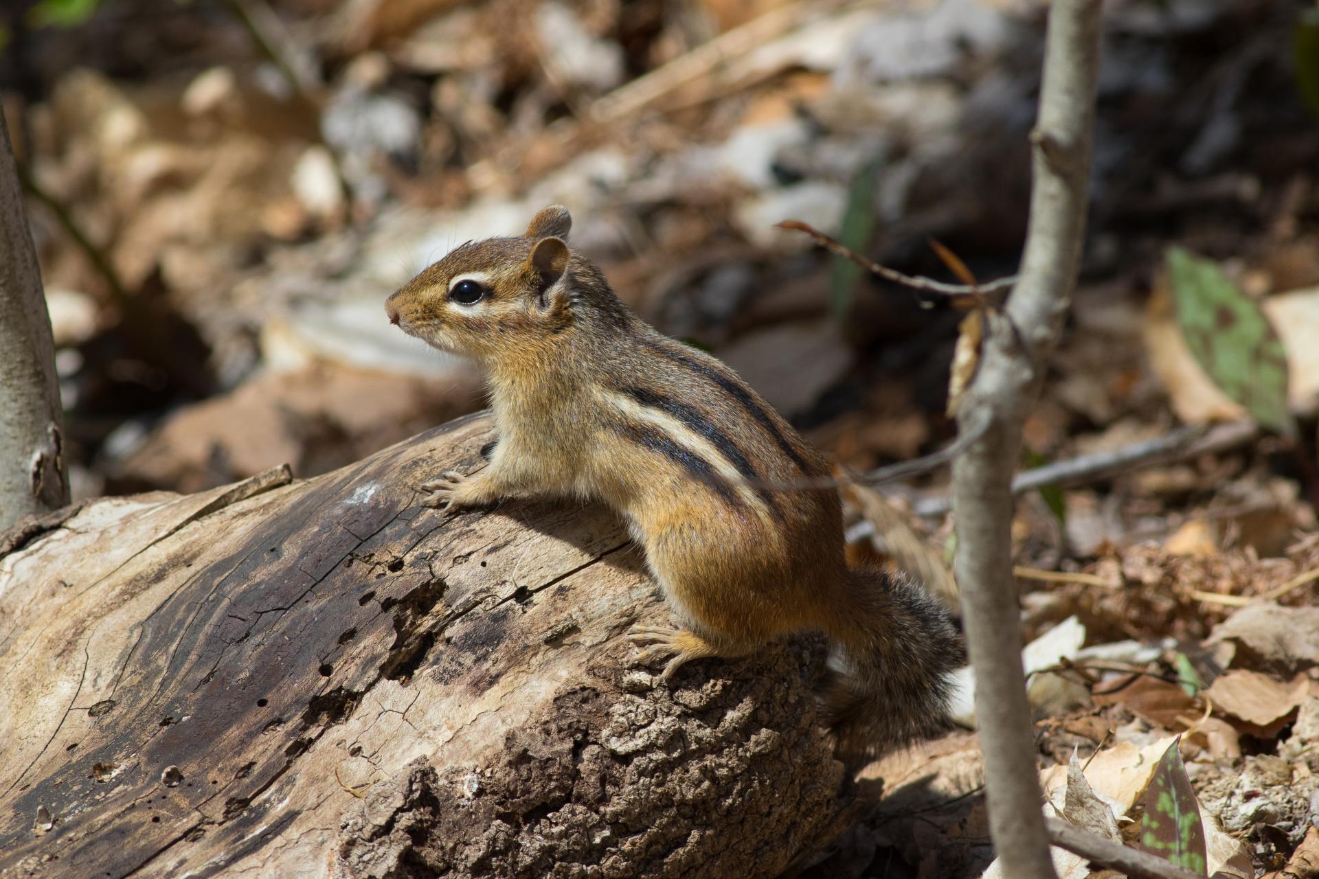 tamia-raye-Eastern-chipmunk