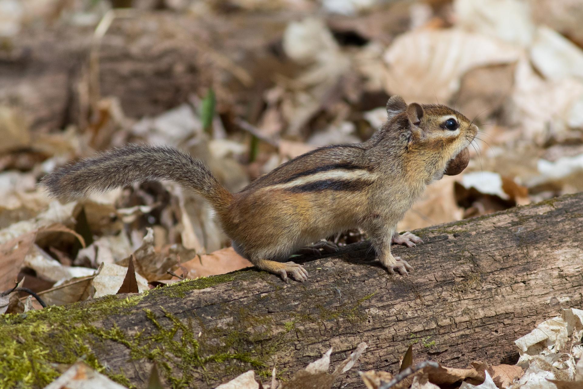 tamia-raye-Eastern-chipmunk