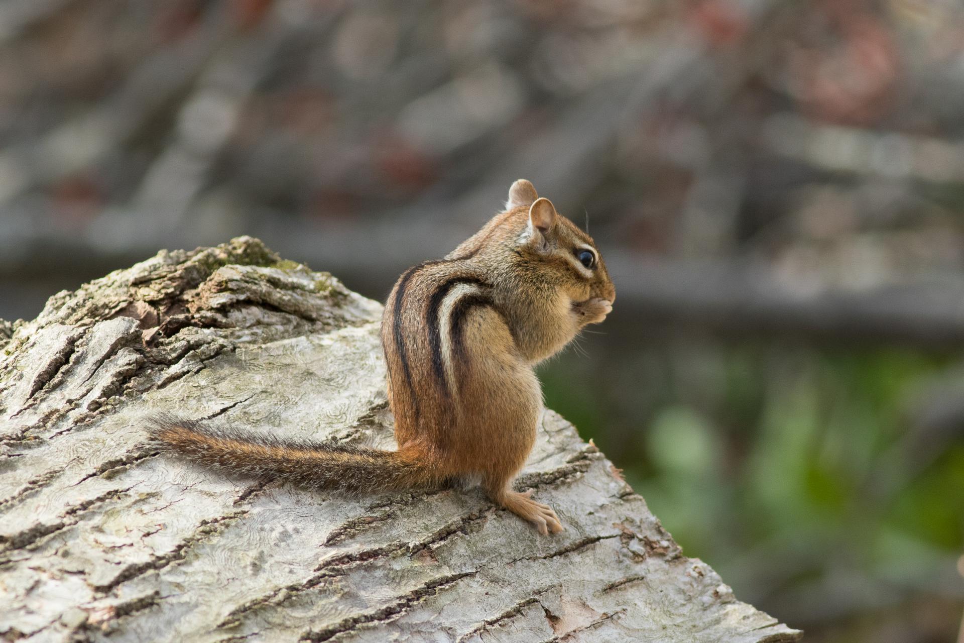 tamia-raye-Eastern-chipmunk