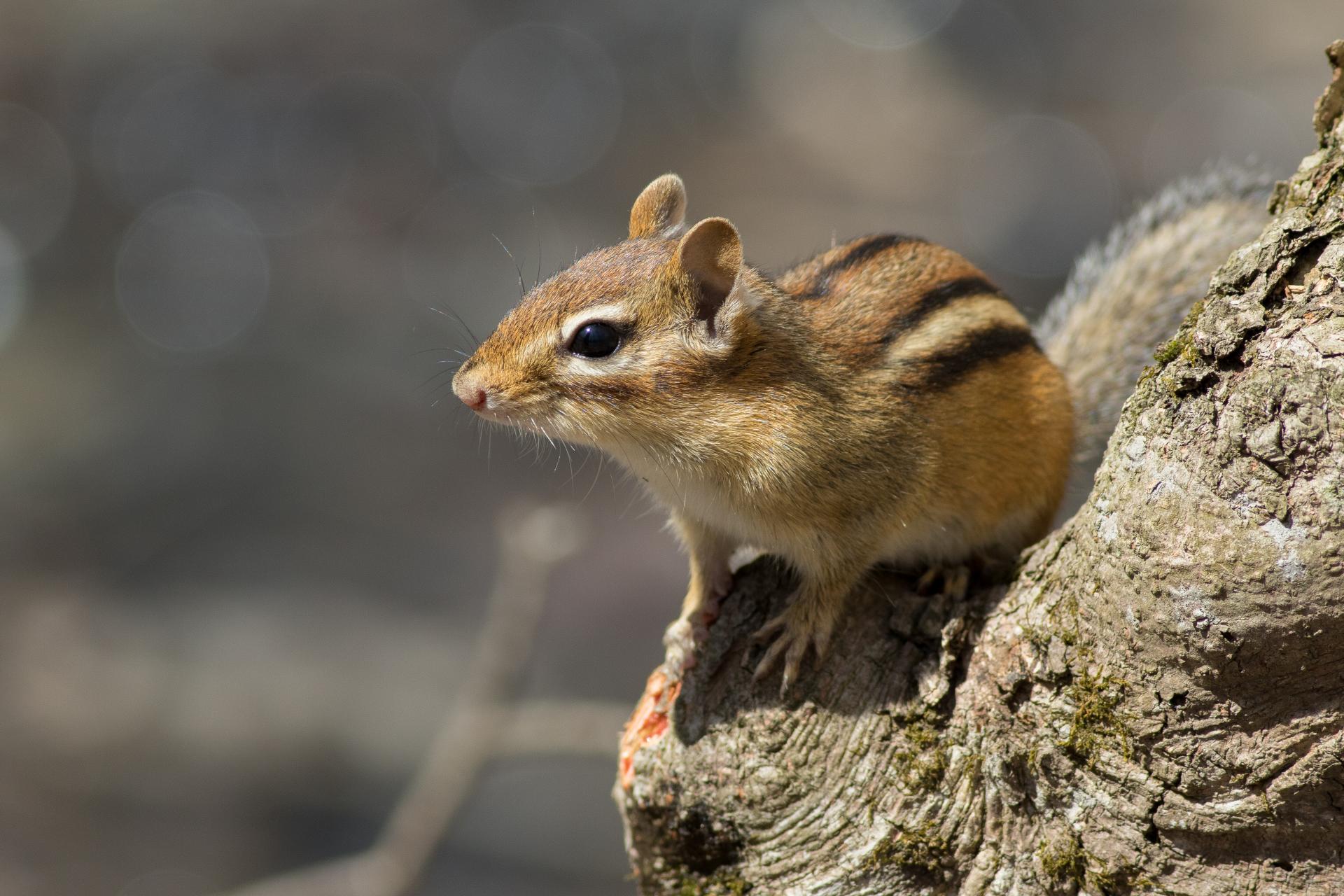 tamia-raye-Eastern-chipmunk