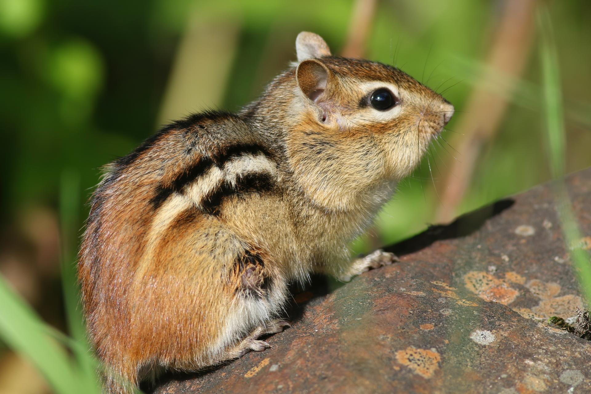 tamia-raye-Eastern-chipmunk