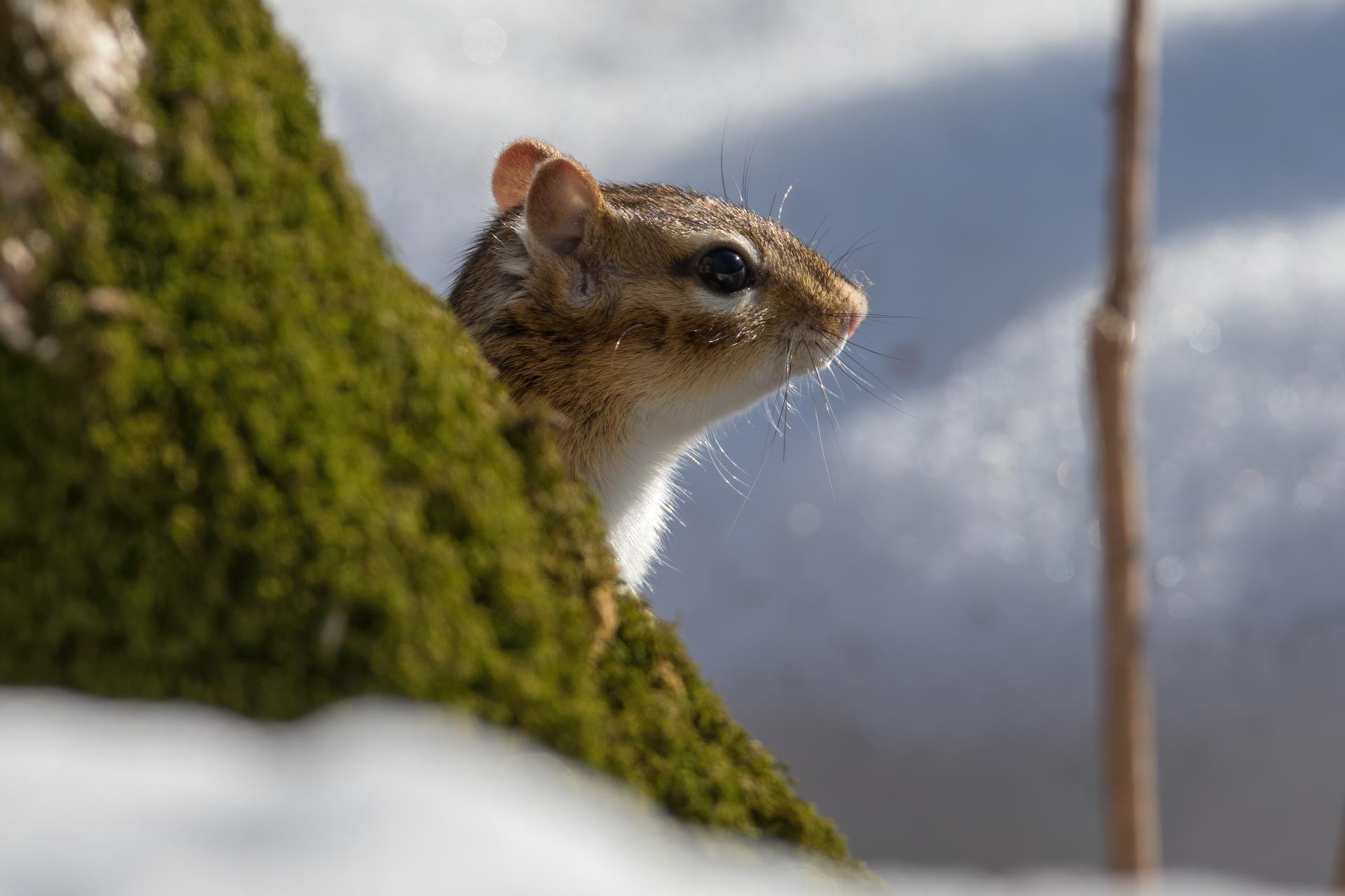 tamia-raye-Eastern-chipmunk