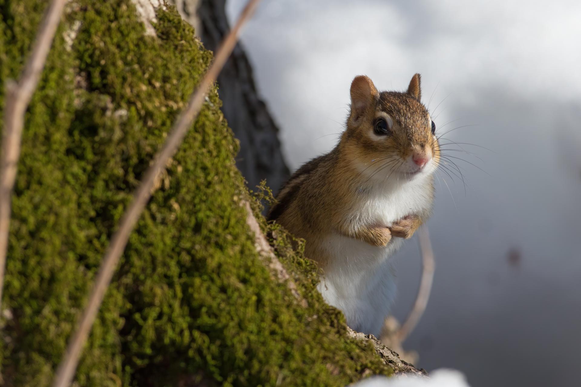 tamia-raye-Eastern-chipmunk