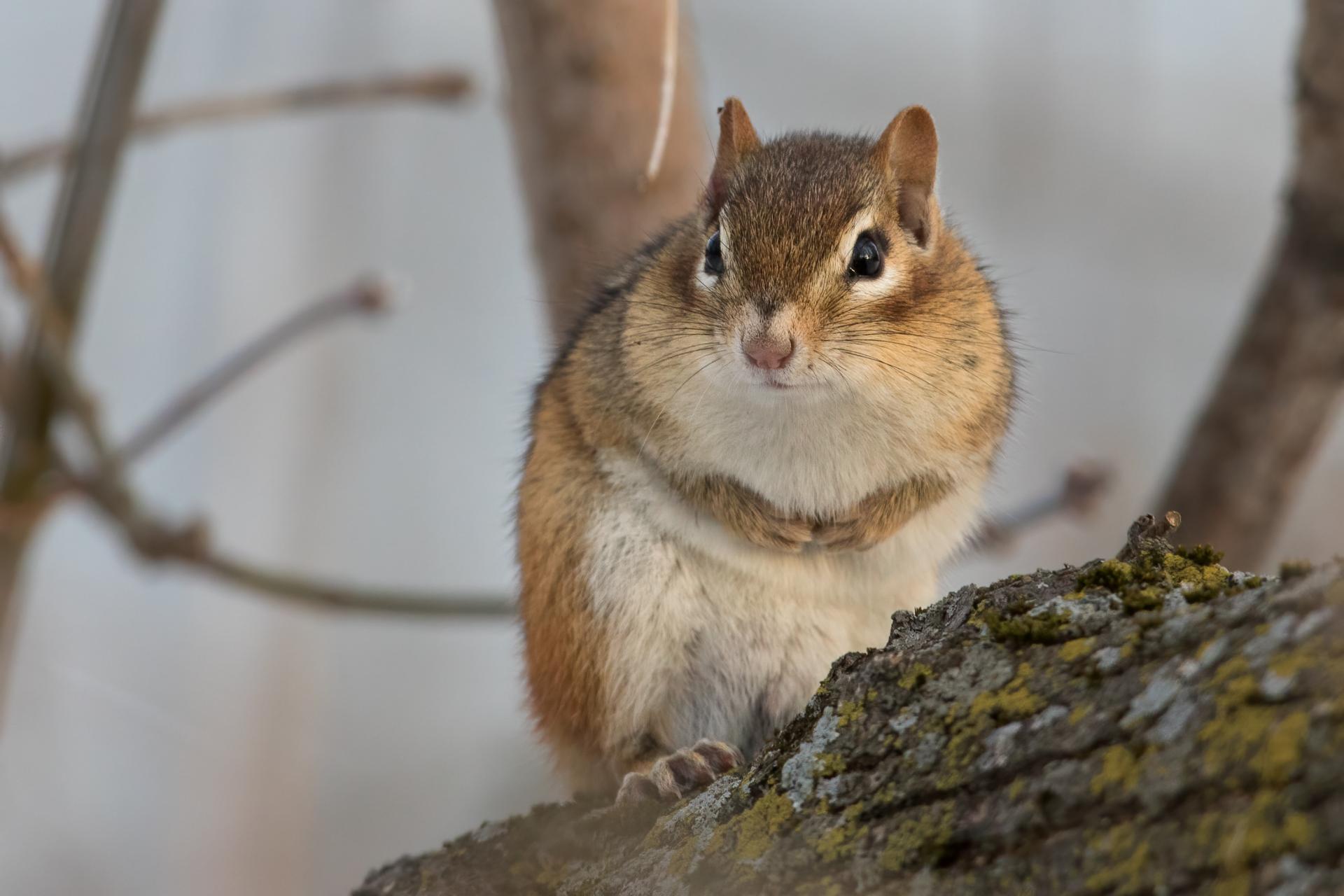 tamia-raye-Eastern-chipmunk
