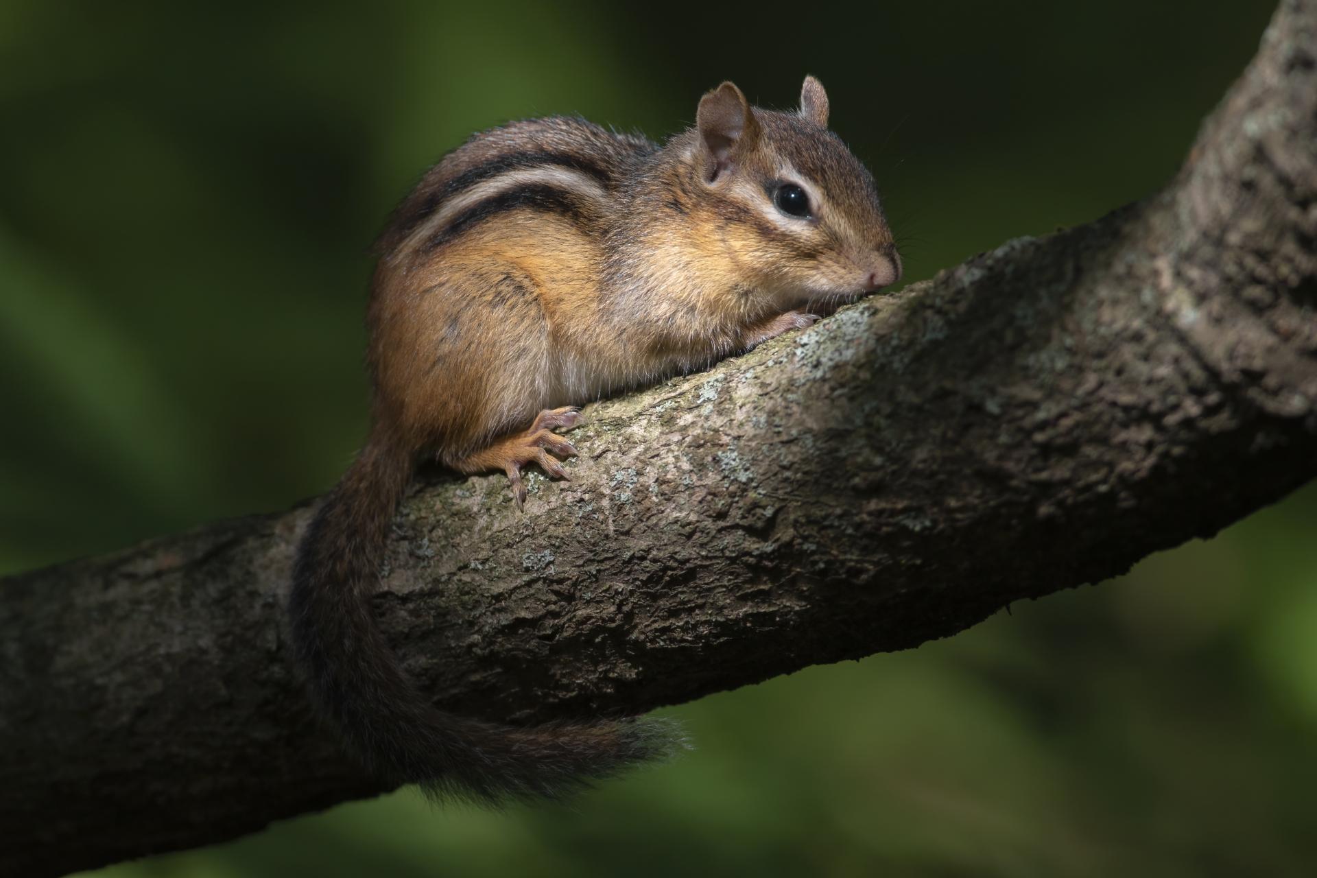tamia-raye-Eastern-chipmunk