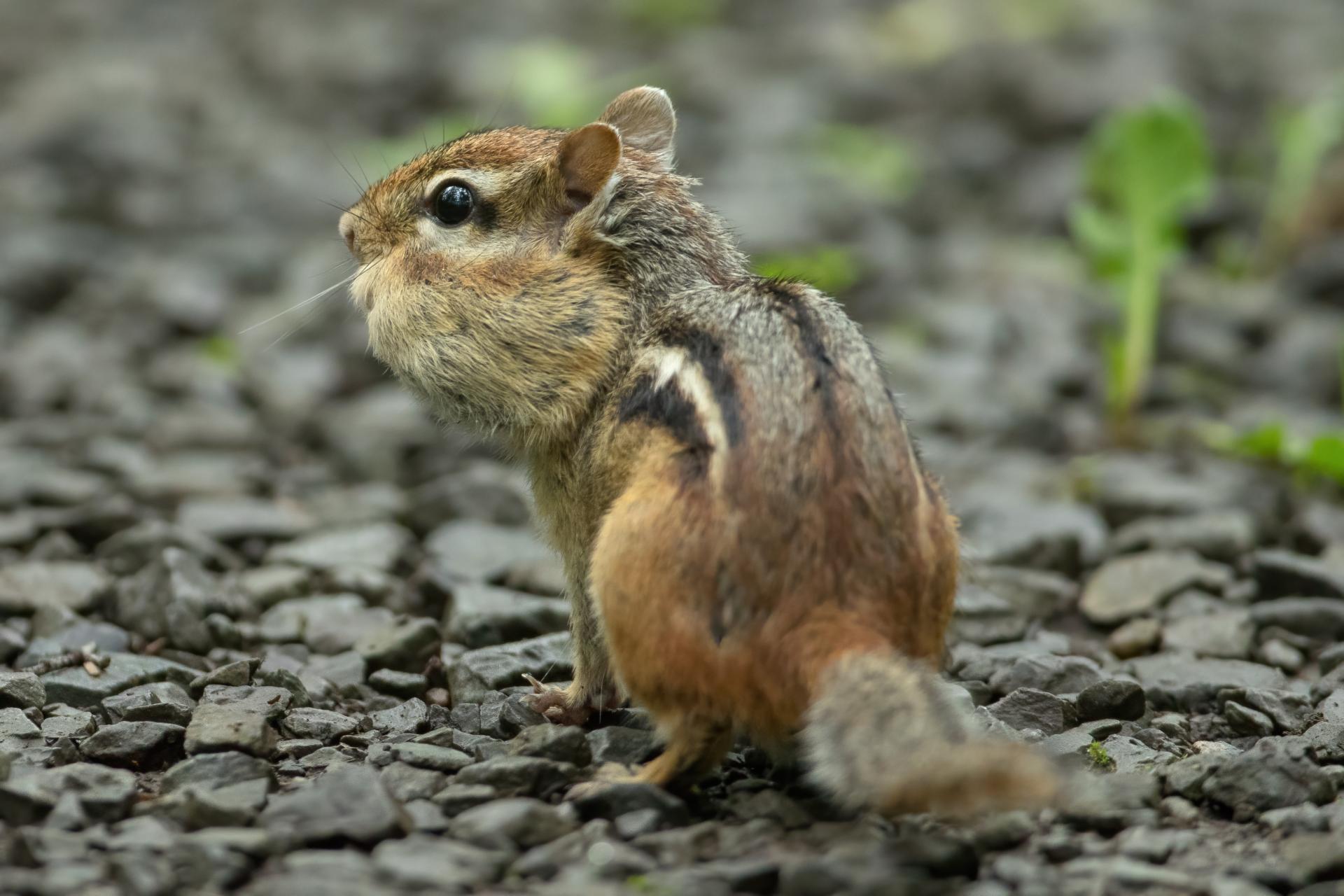 tamia-raye-Eastern-chipmunk