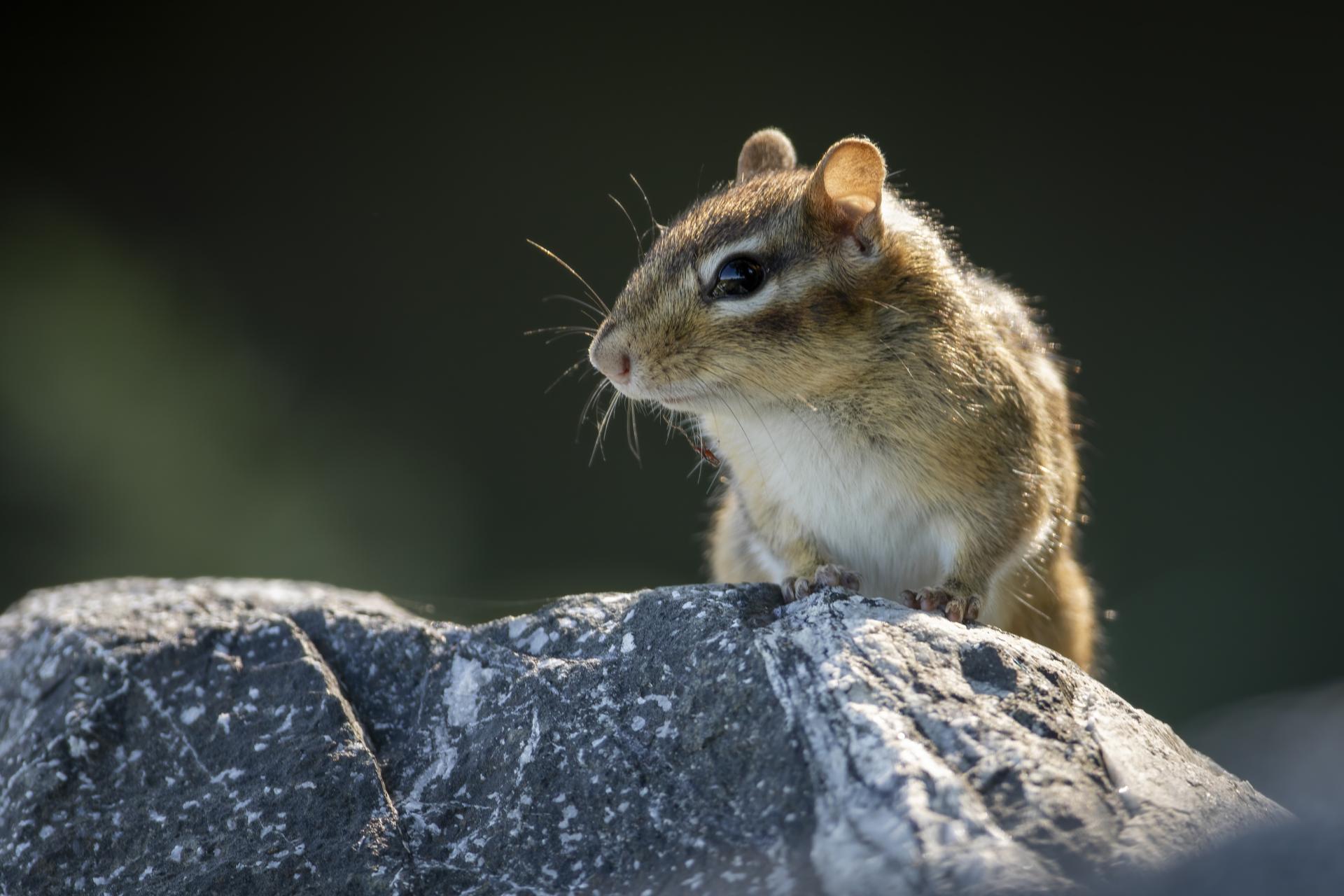 tamia-raye-Eastern-chipmunk