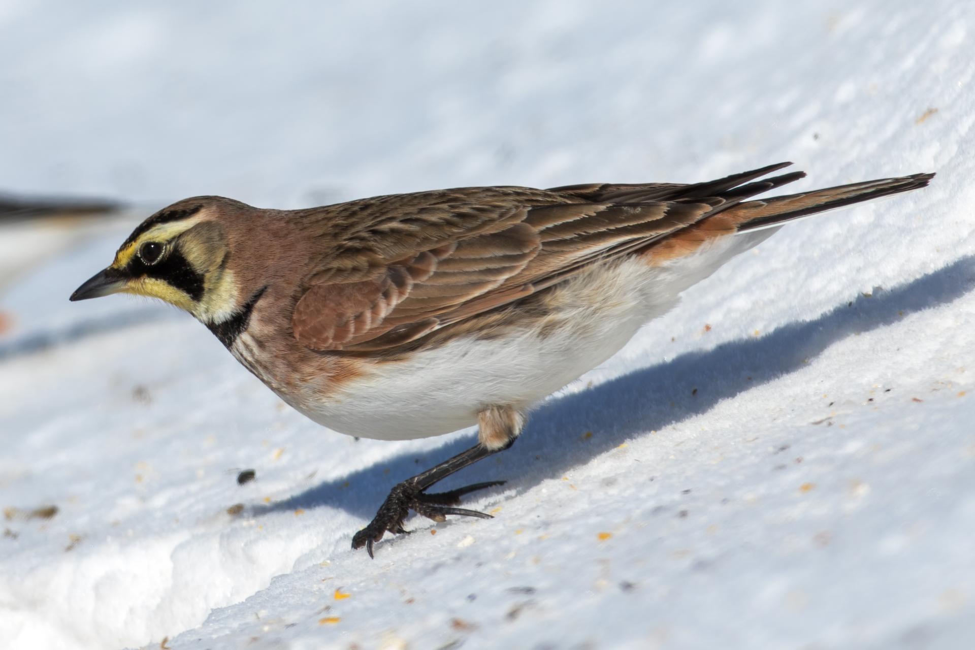 alouette-hausse-col-horned-lark