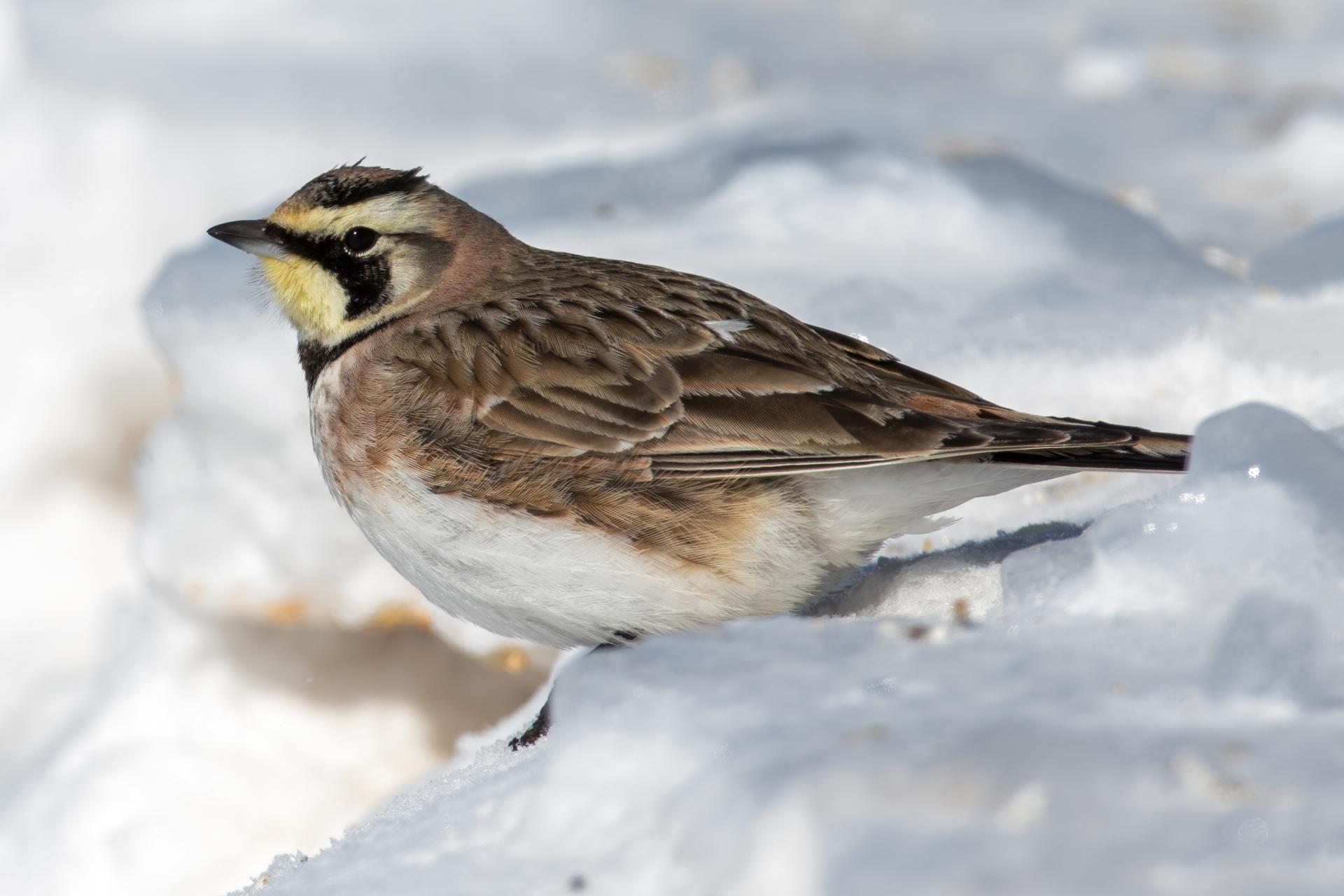 alouette-hausse-col-horned-lark