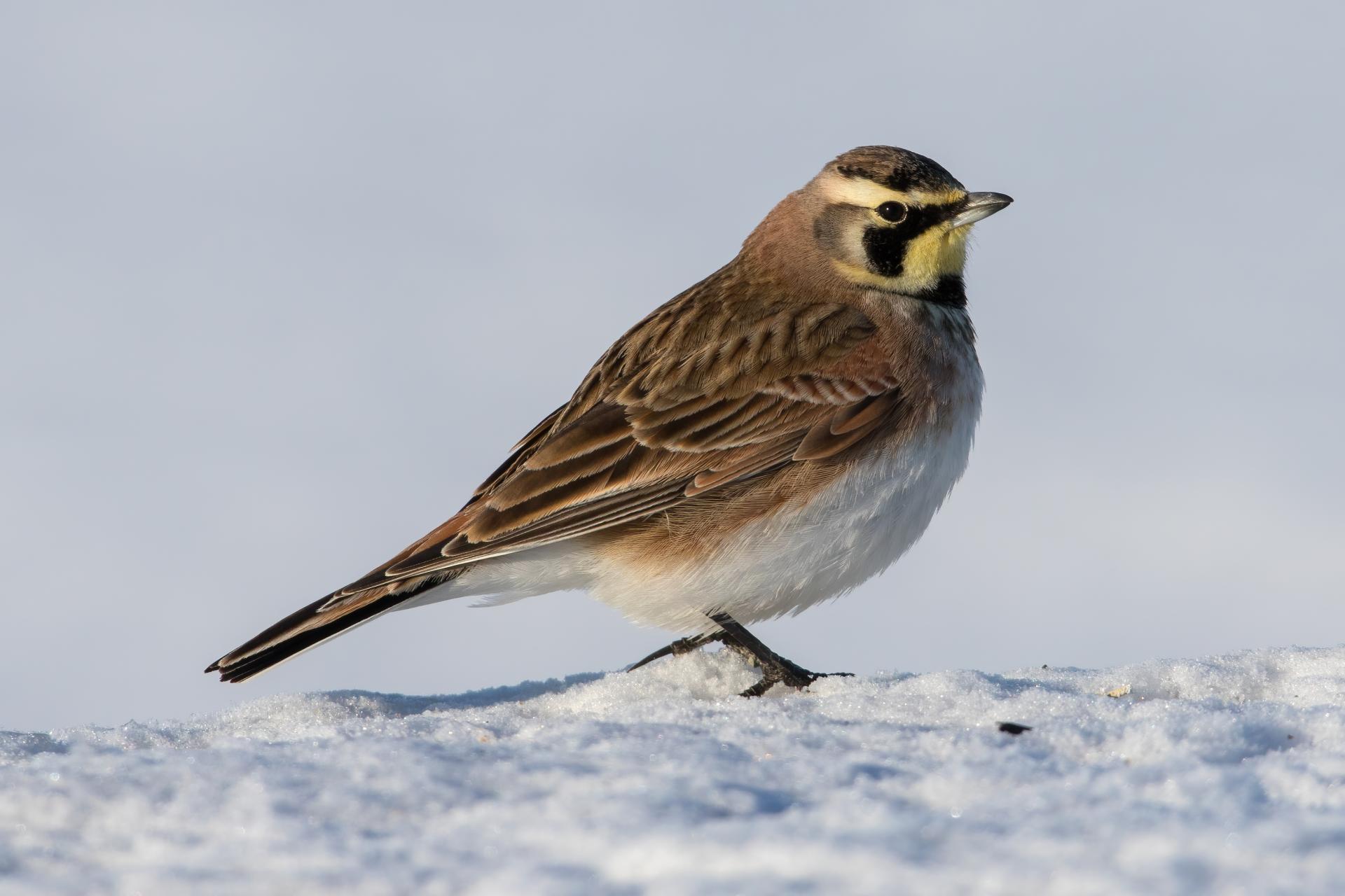 alouette-hausse-col-horned-lark