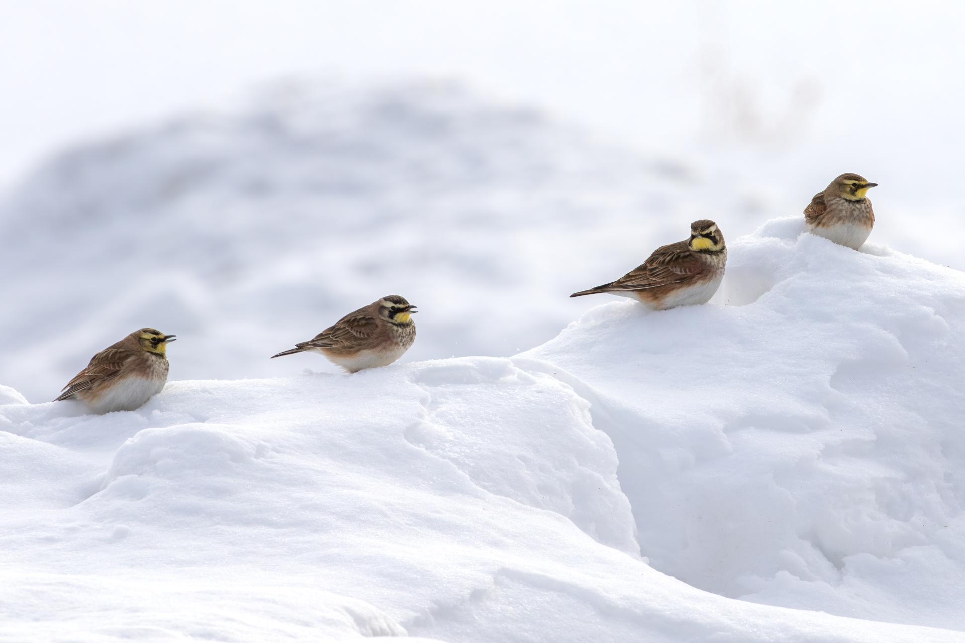 alouette-hausse-col-horned-lark