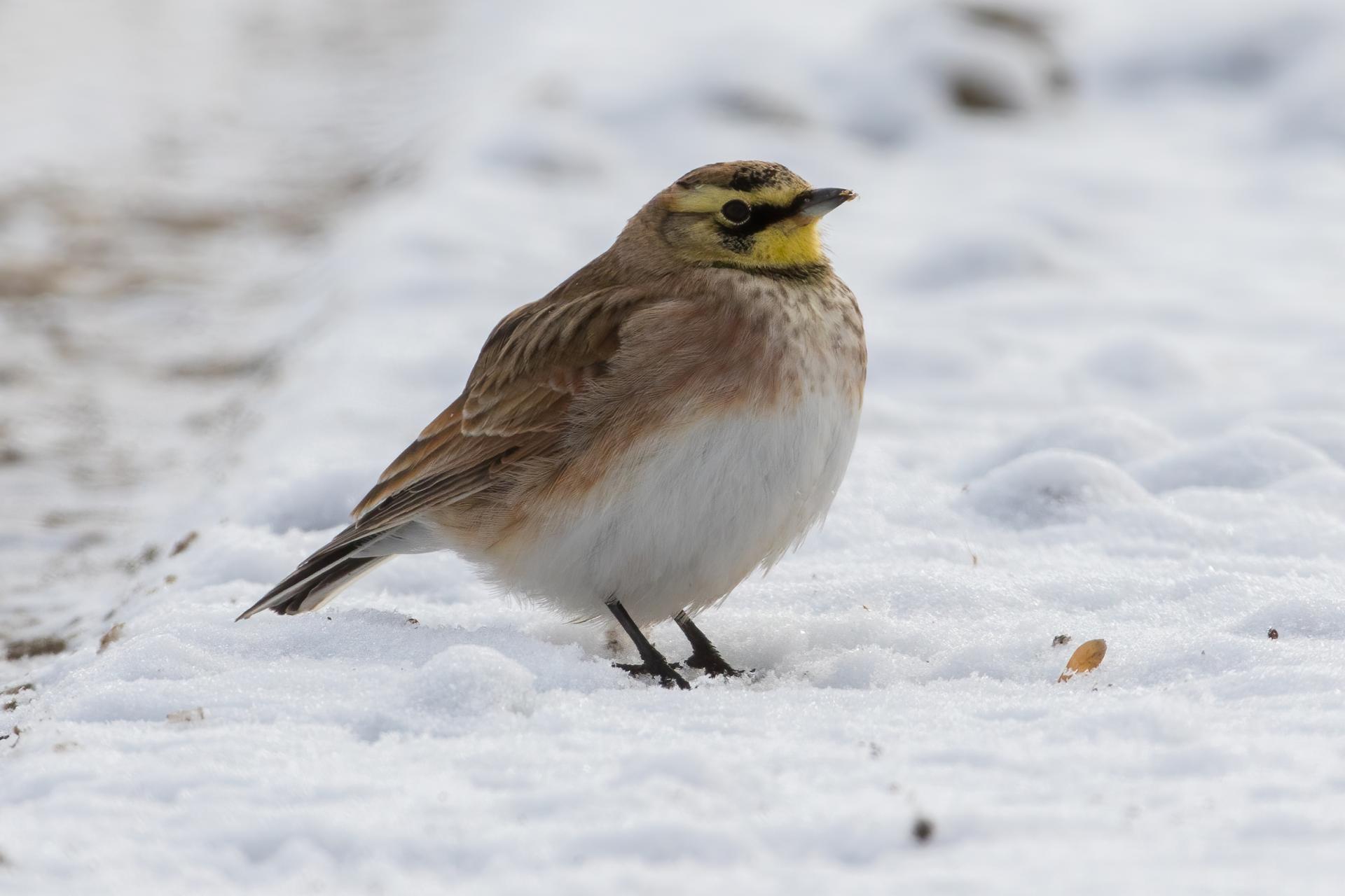 alouette-hausse-col-horned-lark