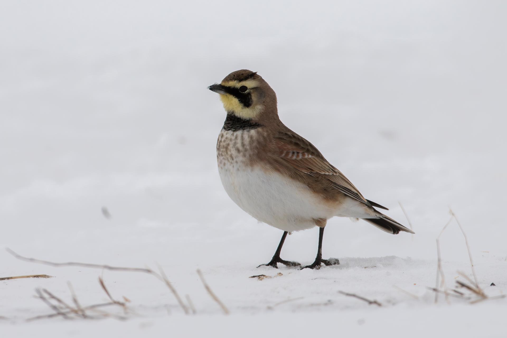 alouette-hausse-col-horned-lark