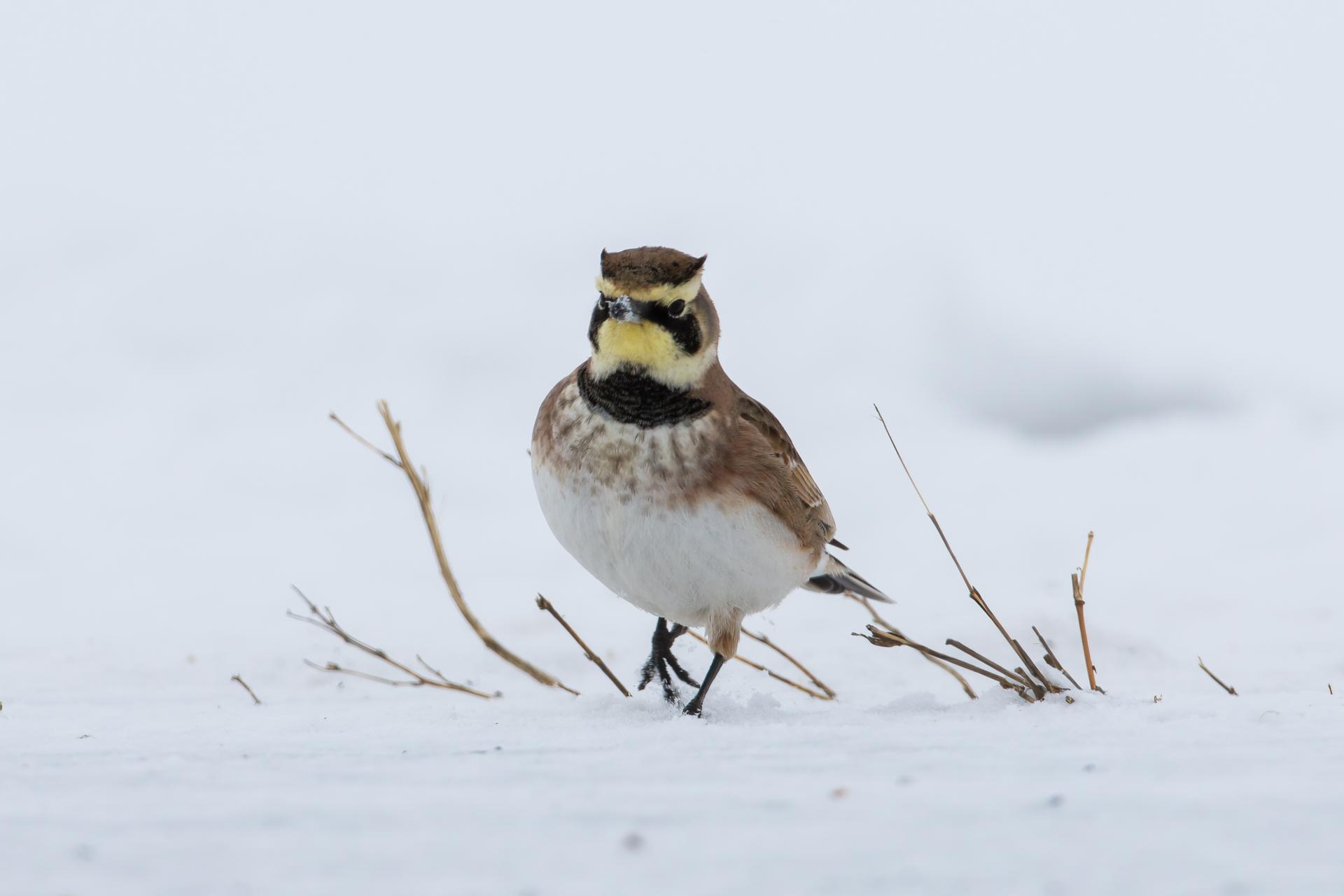 alouette-hausse-col-horned-lark