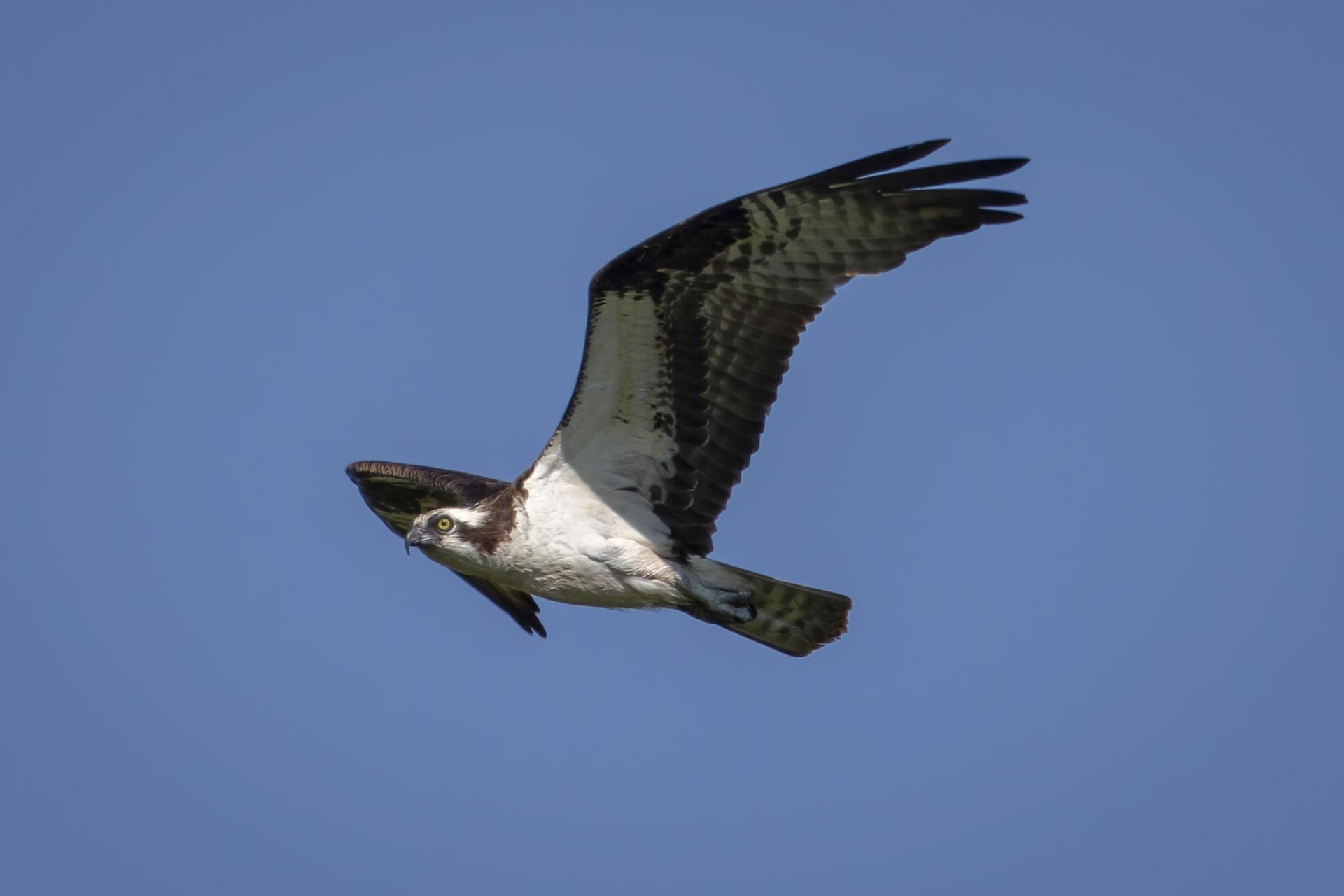 balbuzard-pecheur-osprey