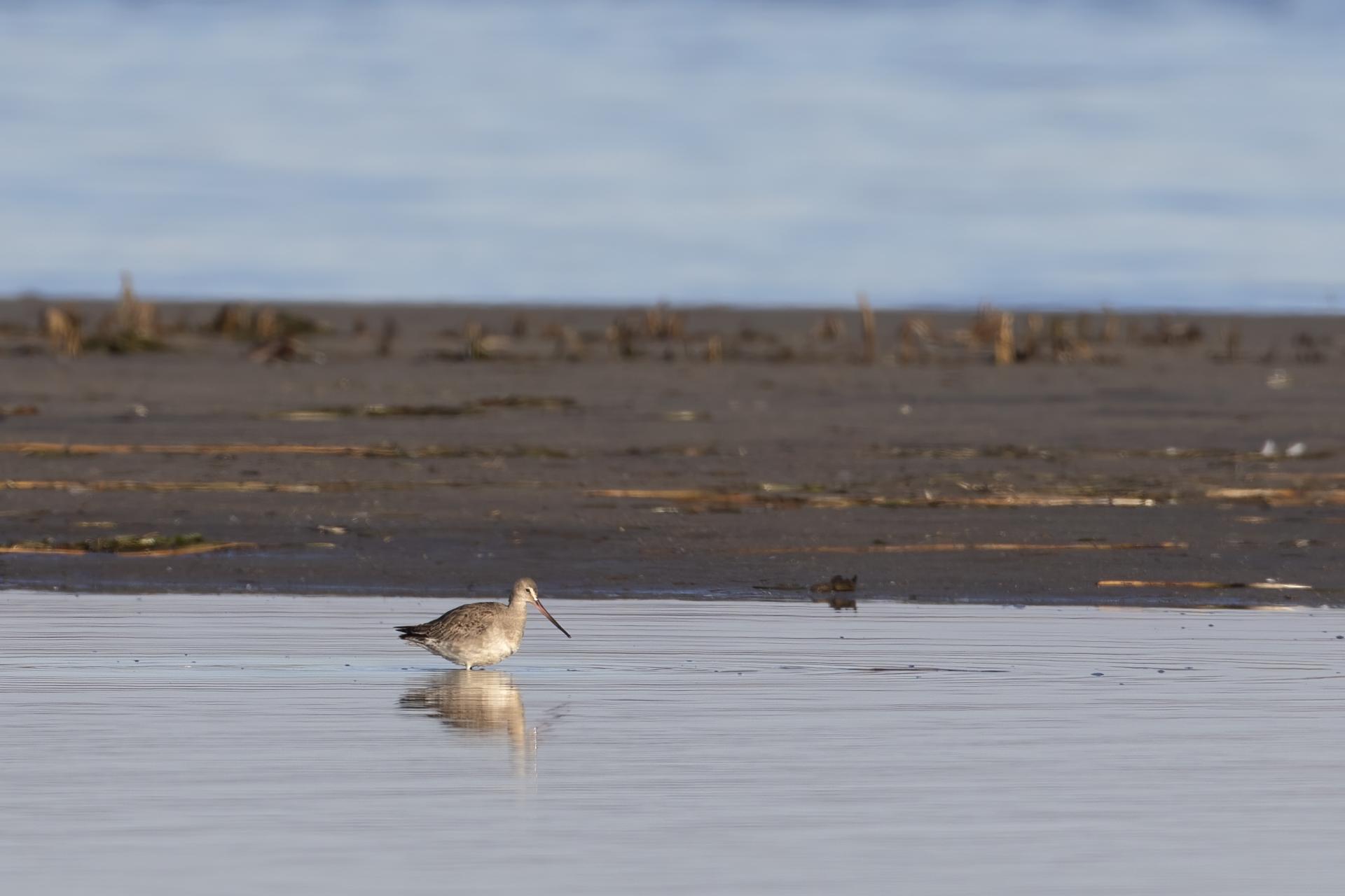barge-hudsonienne-hudsonian-godwit