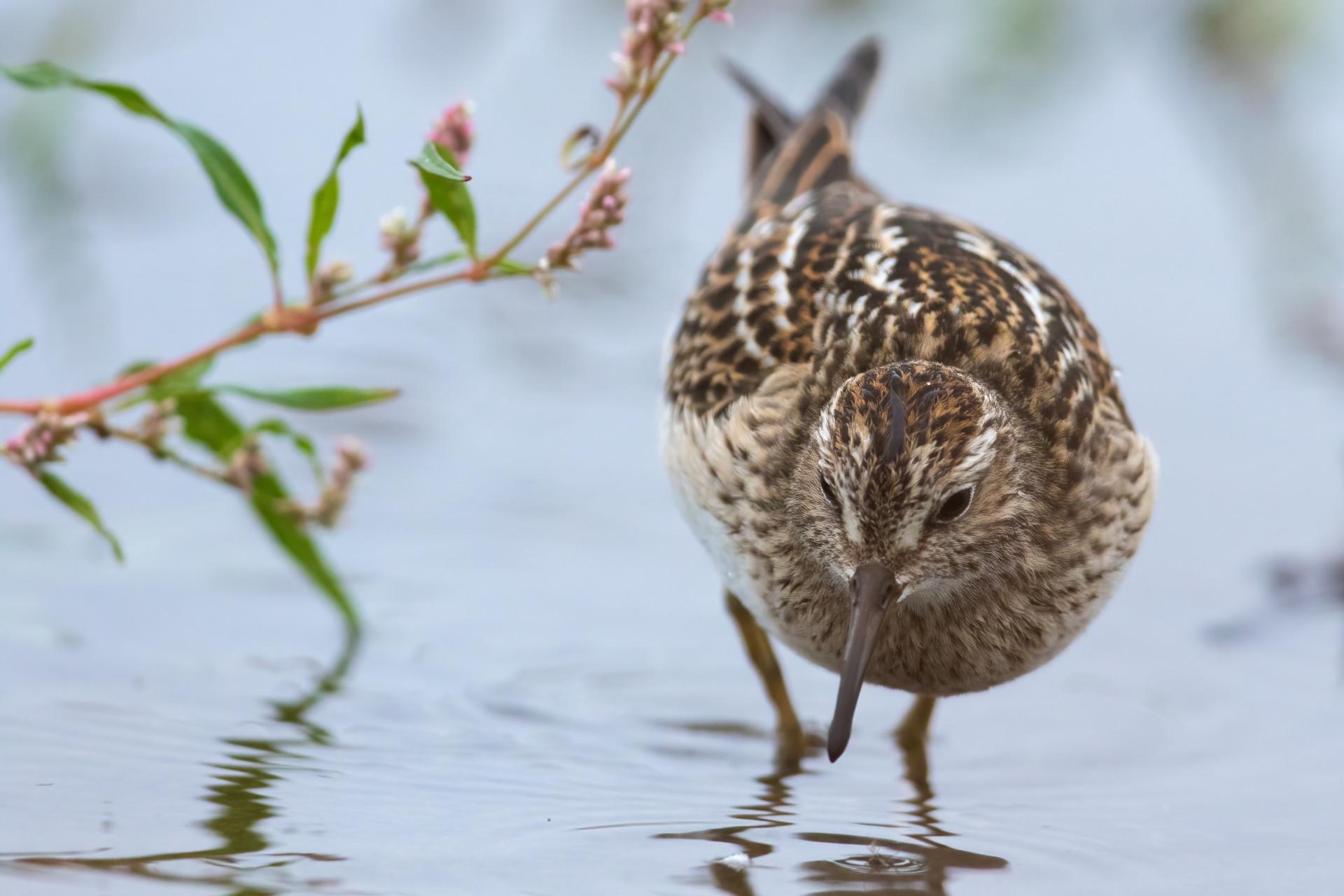becasseau-a-poitrine-cendree-pectoral-sandpiper