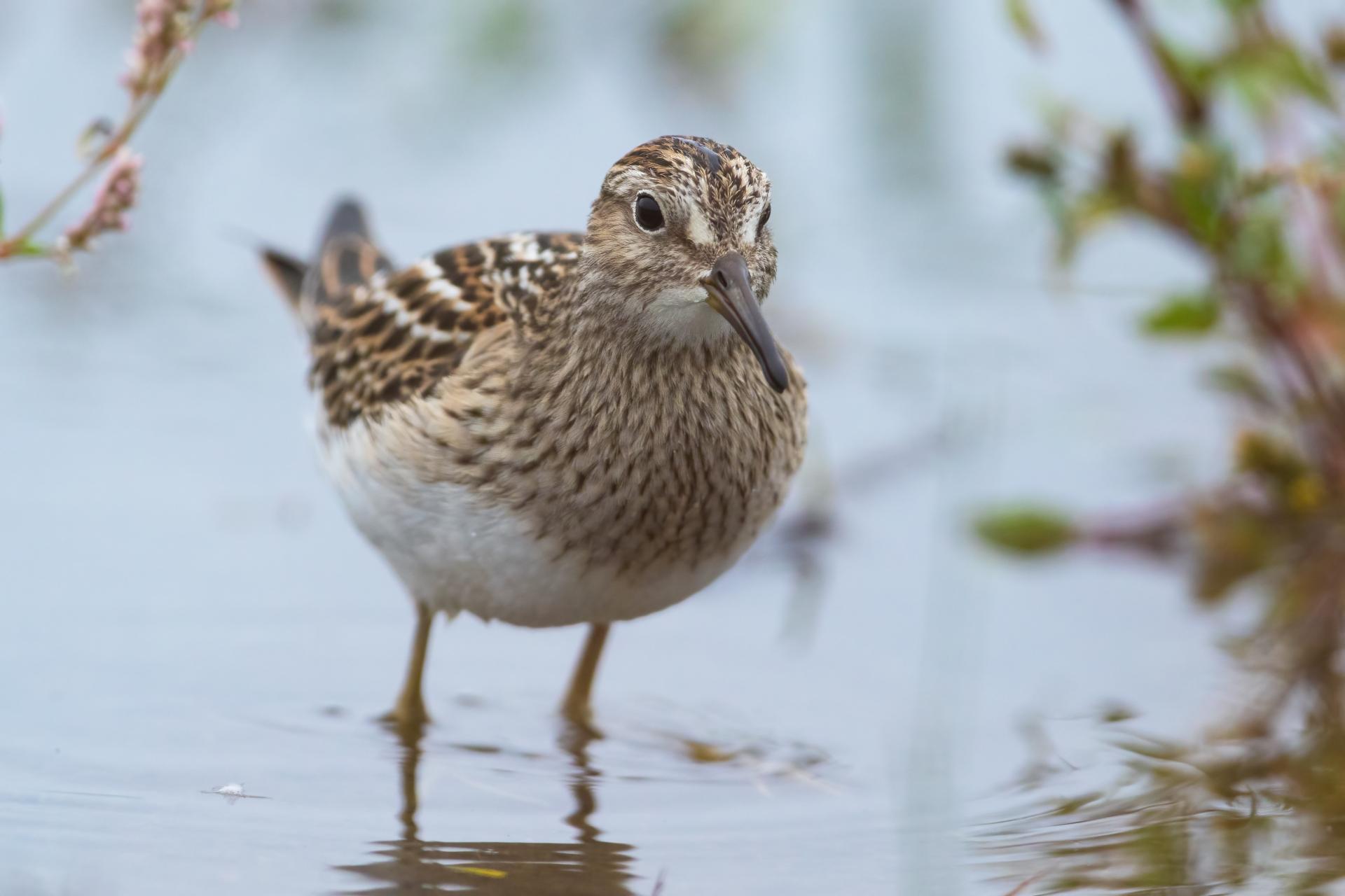 becasseau-a-poitrine-cendree-pectoral-sandpiper