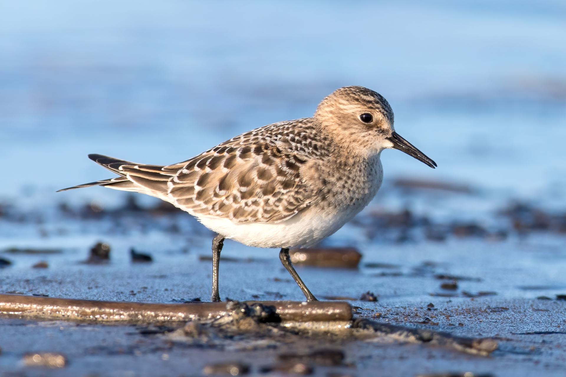 becasseau-de-baird-Baird-s-sandpiper