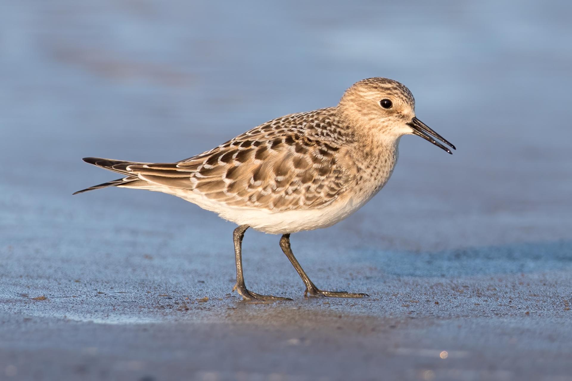 becasseau-de-baird-Baird-s-sandpiper