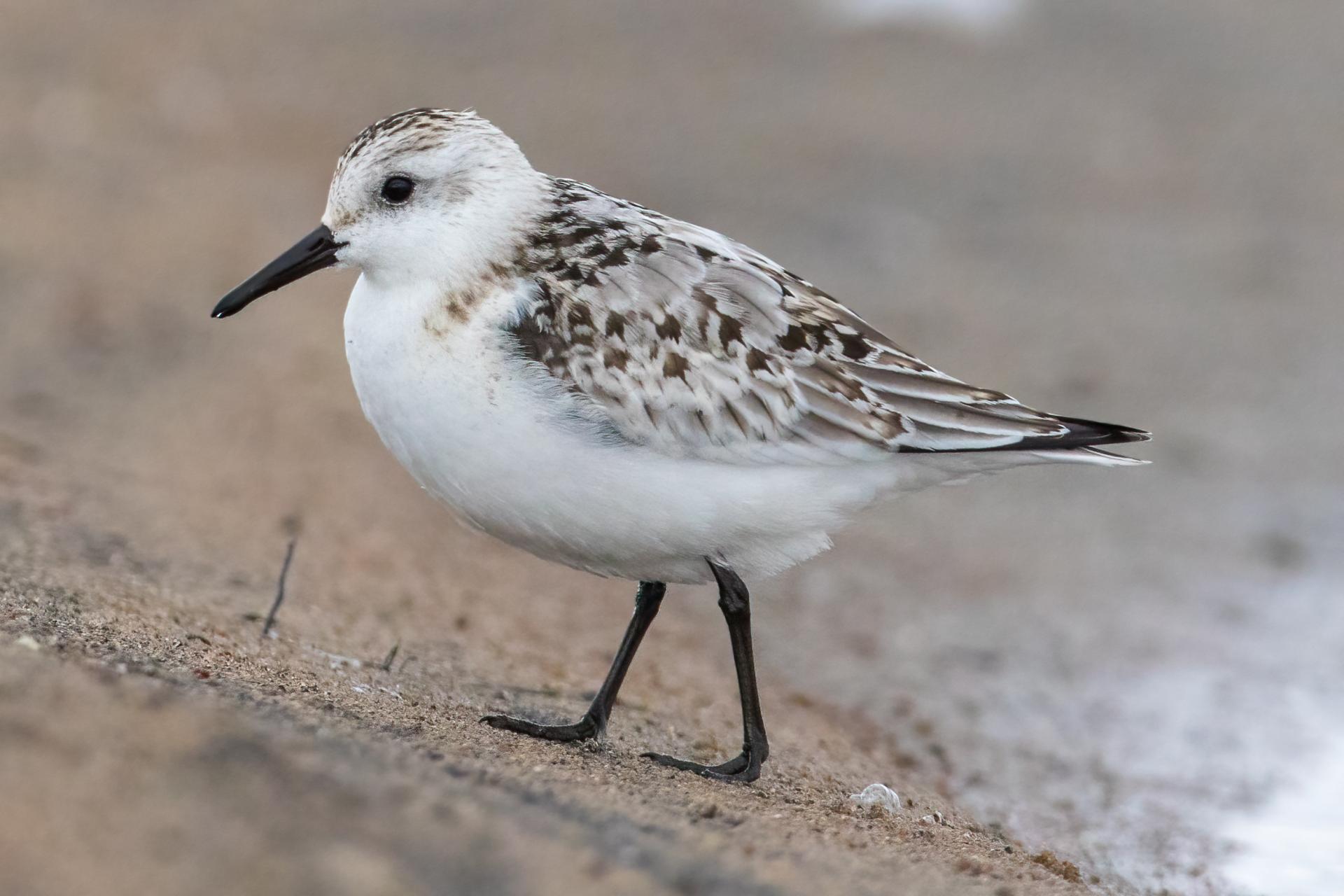 becasseau-sanderling-sanderling