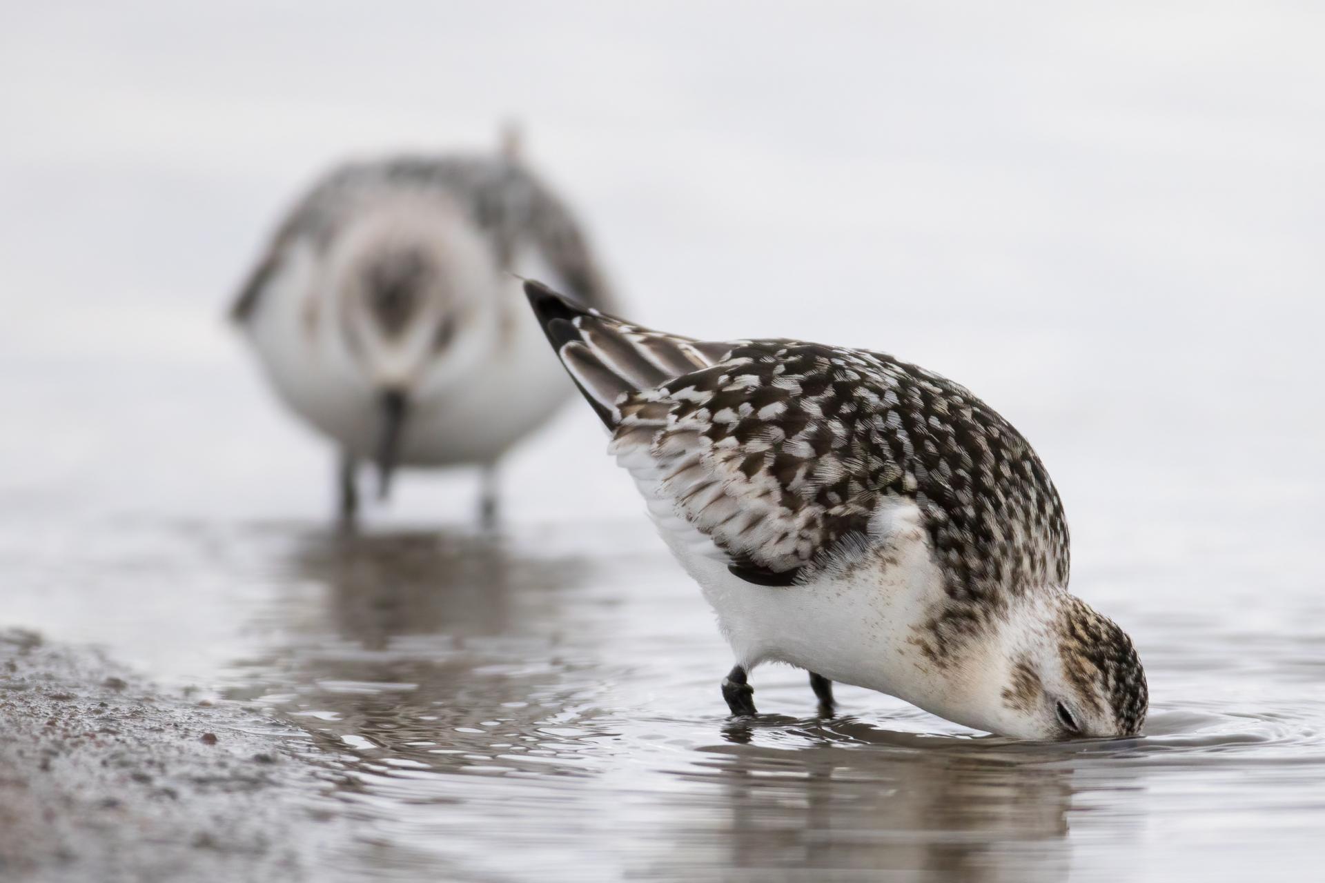 becasseau-sanderling-sanderling