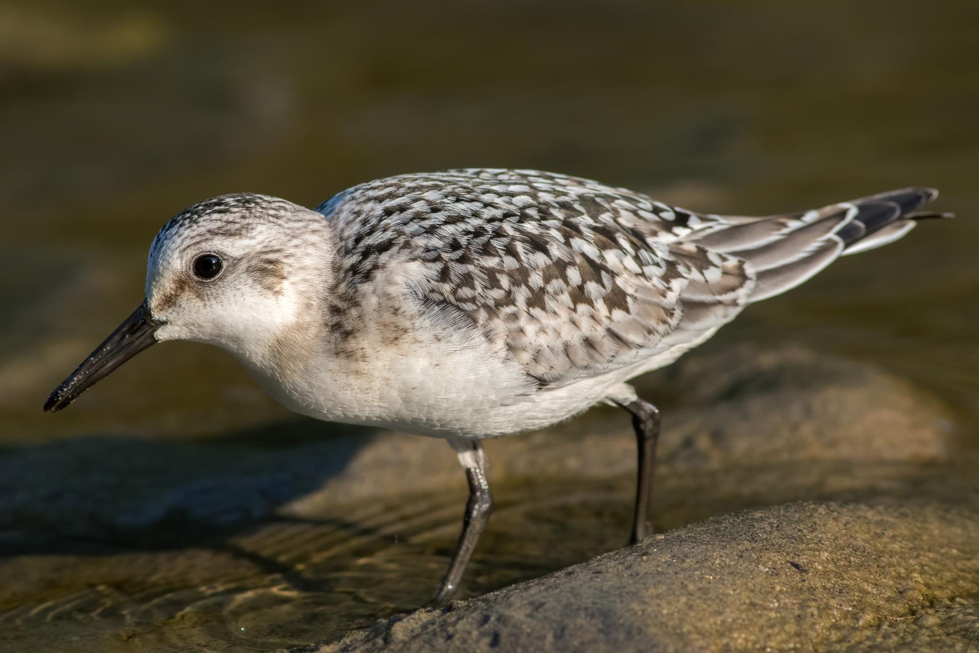 becasseau-sanderling-sanderling