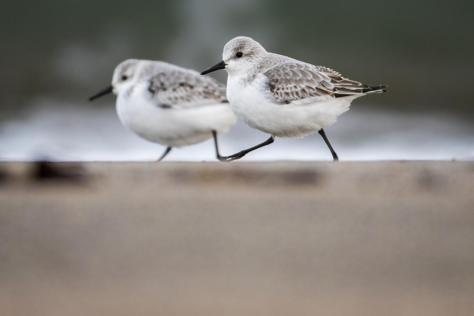 becasseau-sanderling-sanderling