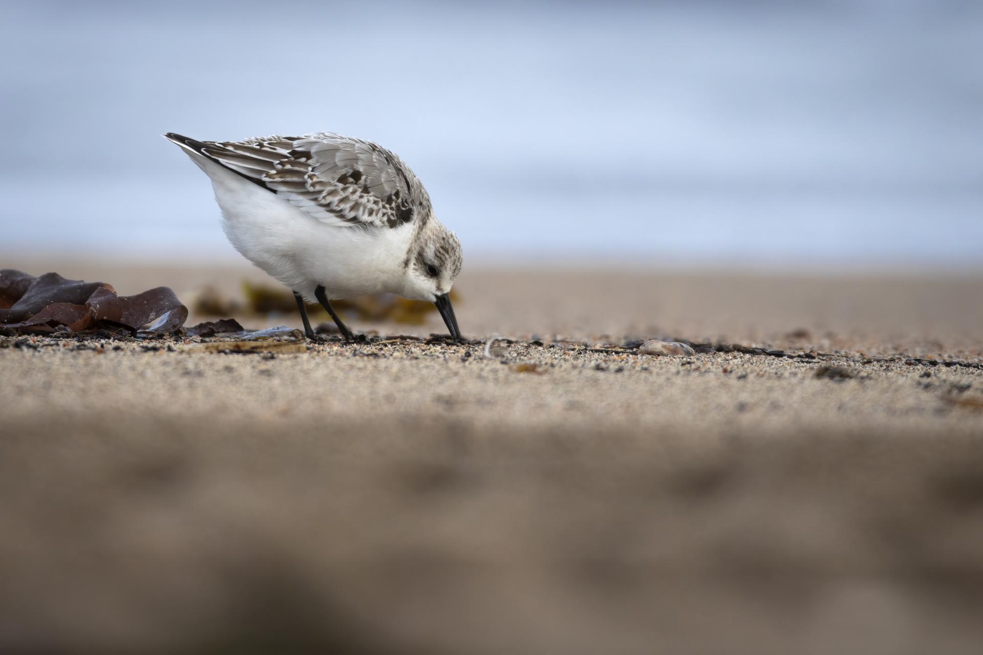 becasseau-sanderling-sanderling