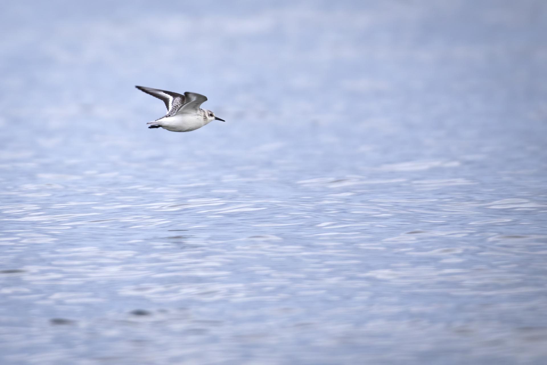 becasseau-sanderling-sanderling