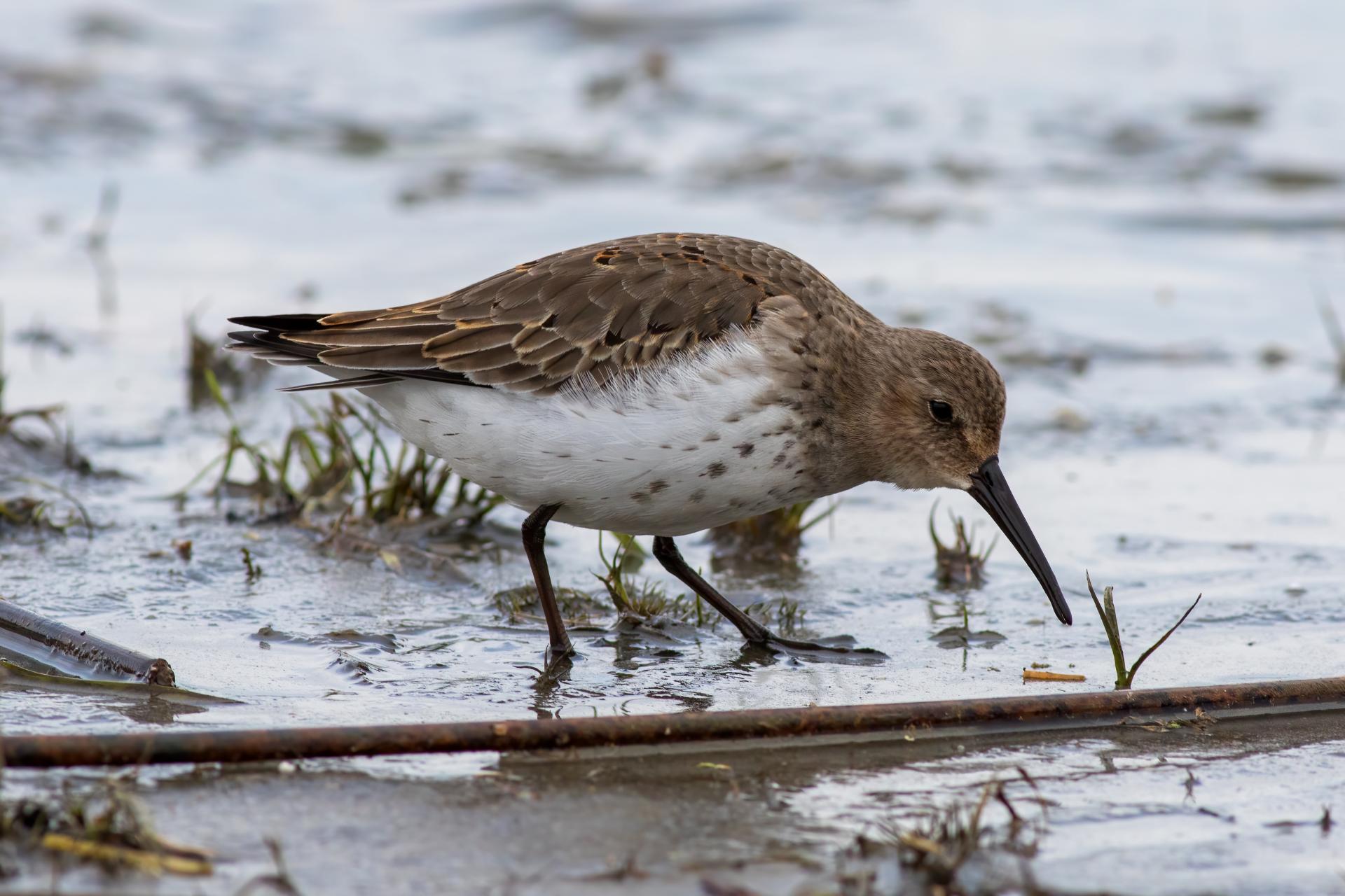 becasseau-variable-dunlin