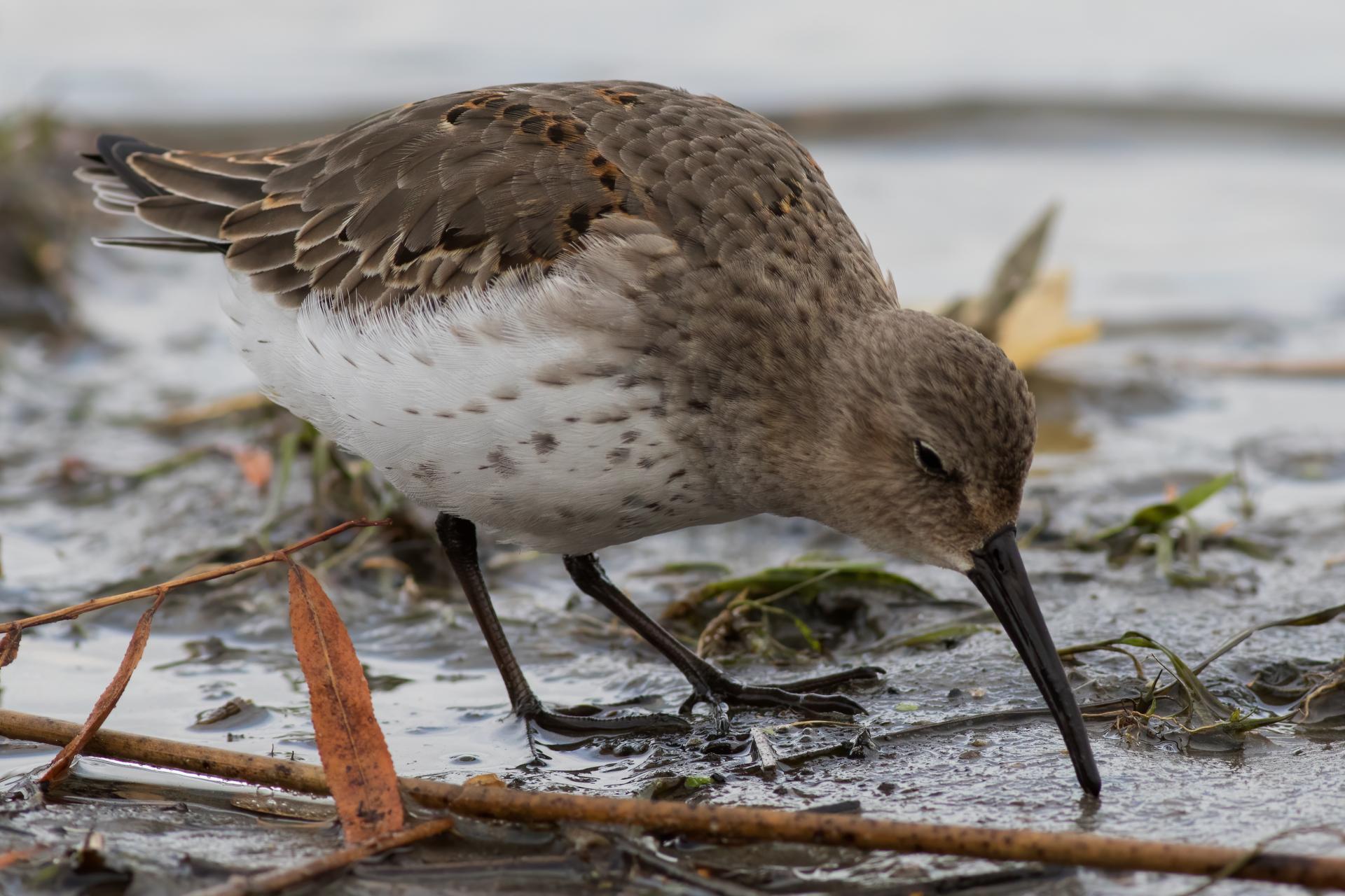 becasseau-variable-dunlin