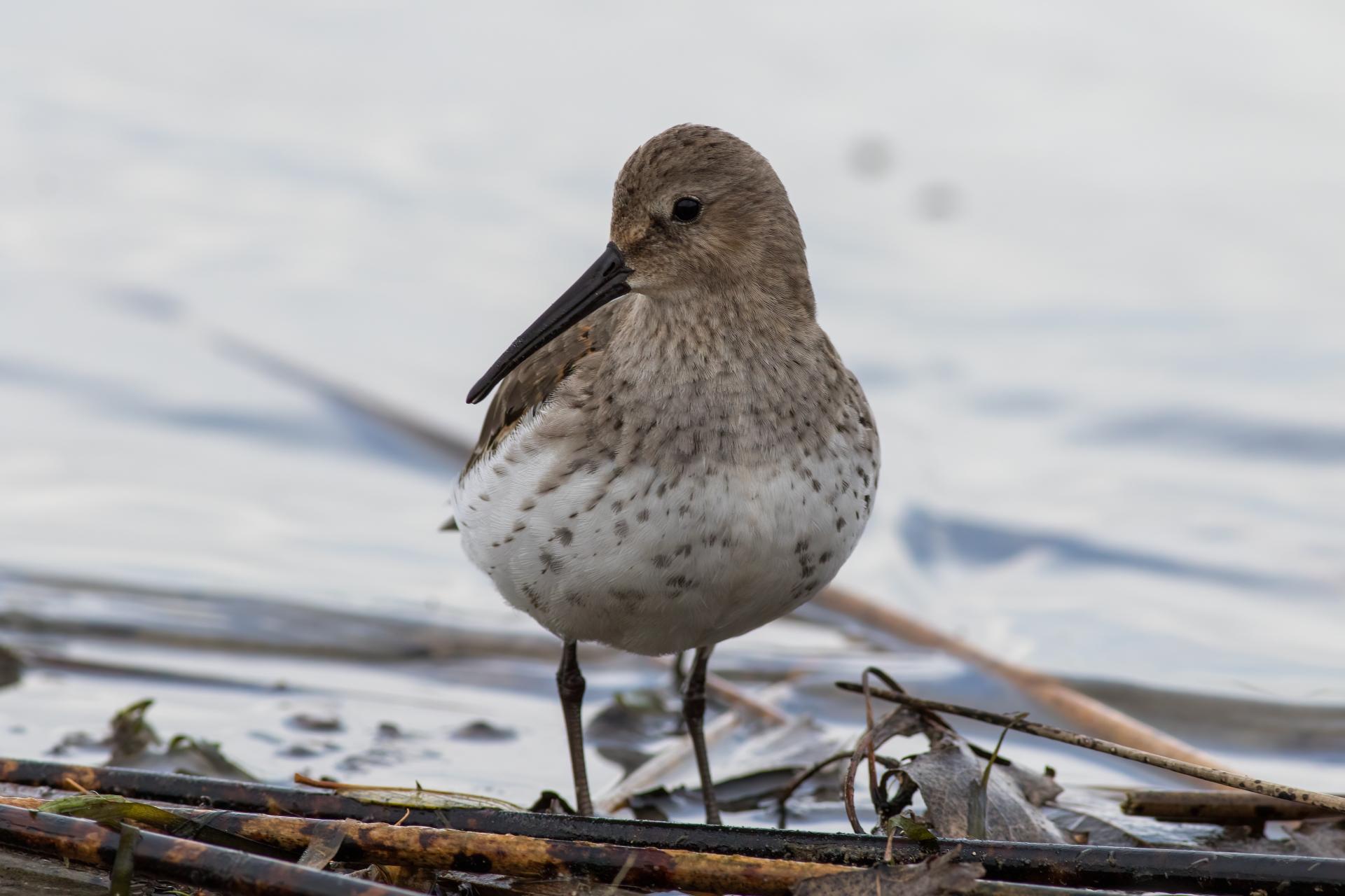 becasseau-variable-dunlin