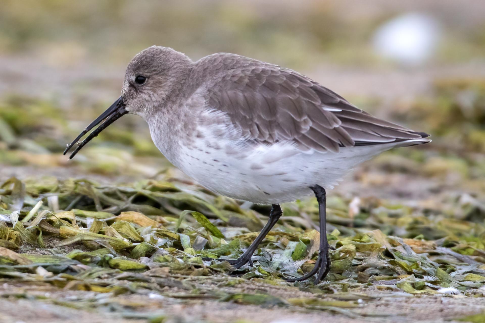 becasseau-variable-dunlin