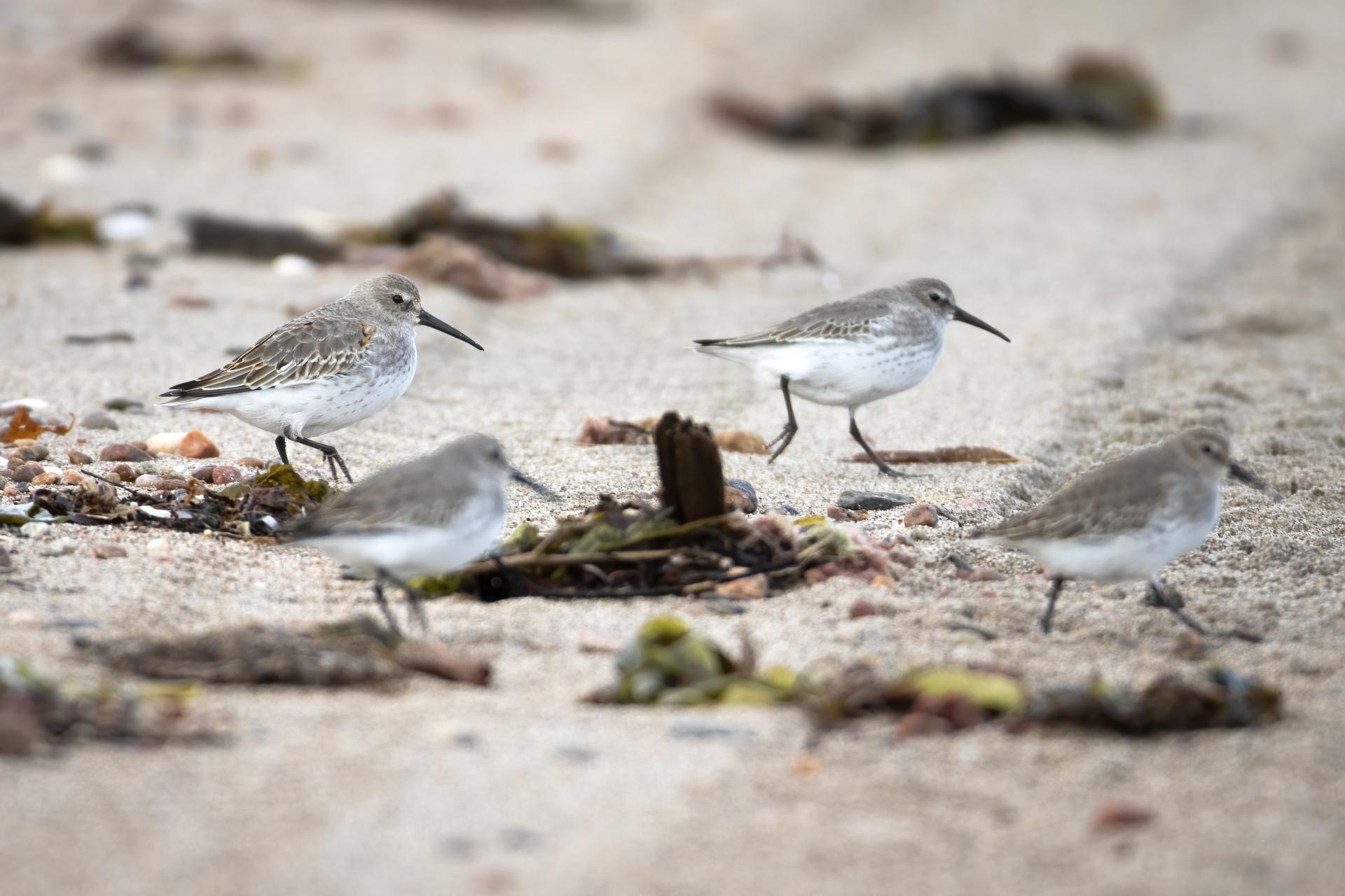becasseau-variable-dunlin