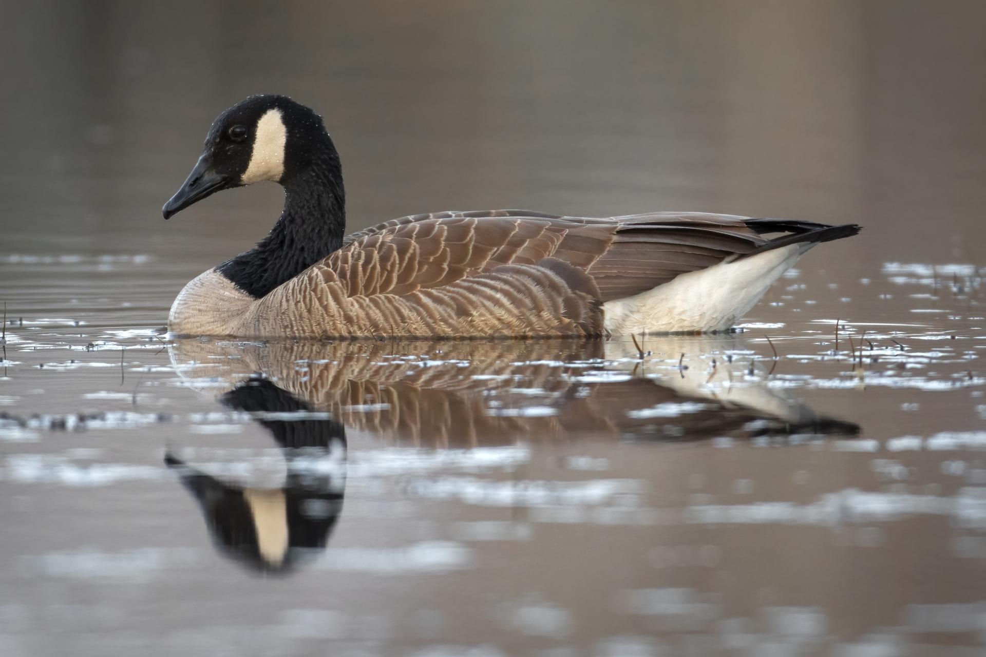 bernache-du-canada-goose