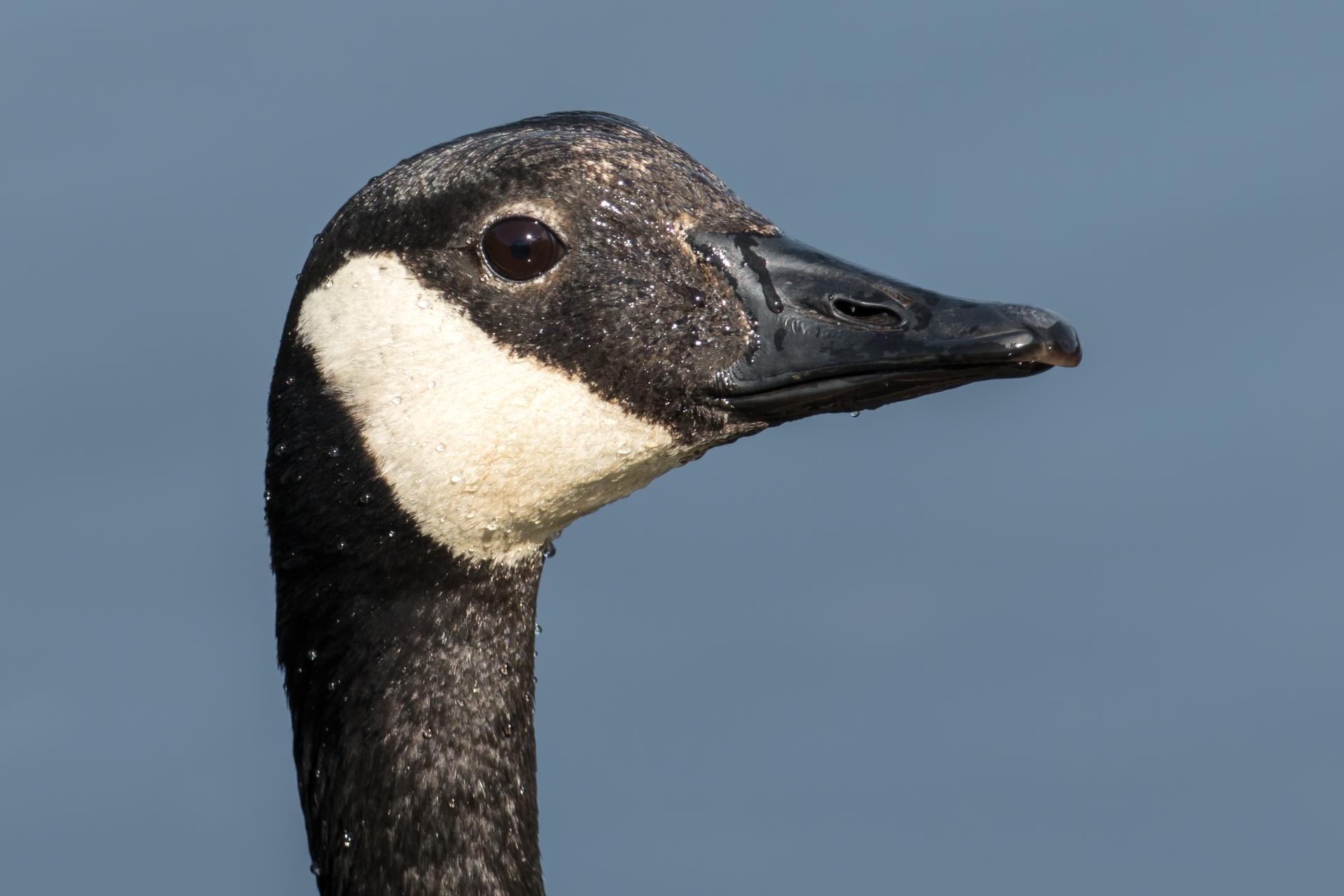 bernache-du-canada-goose