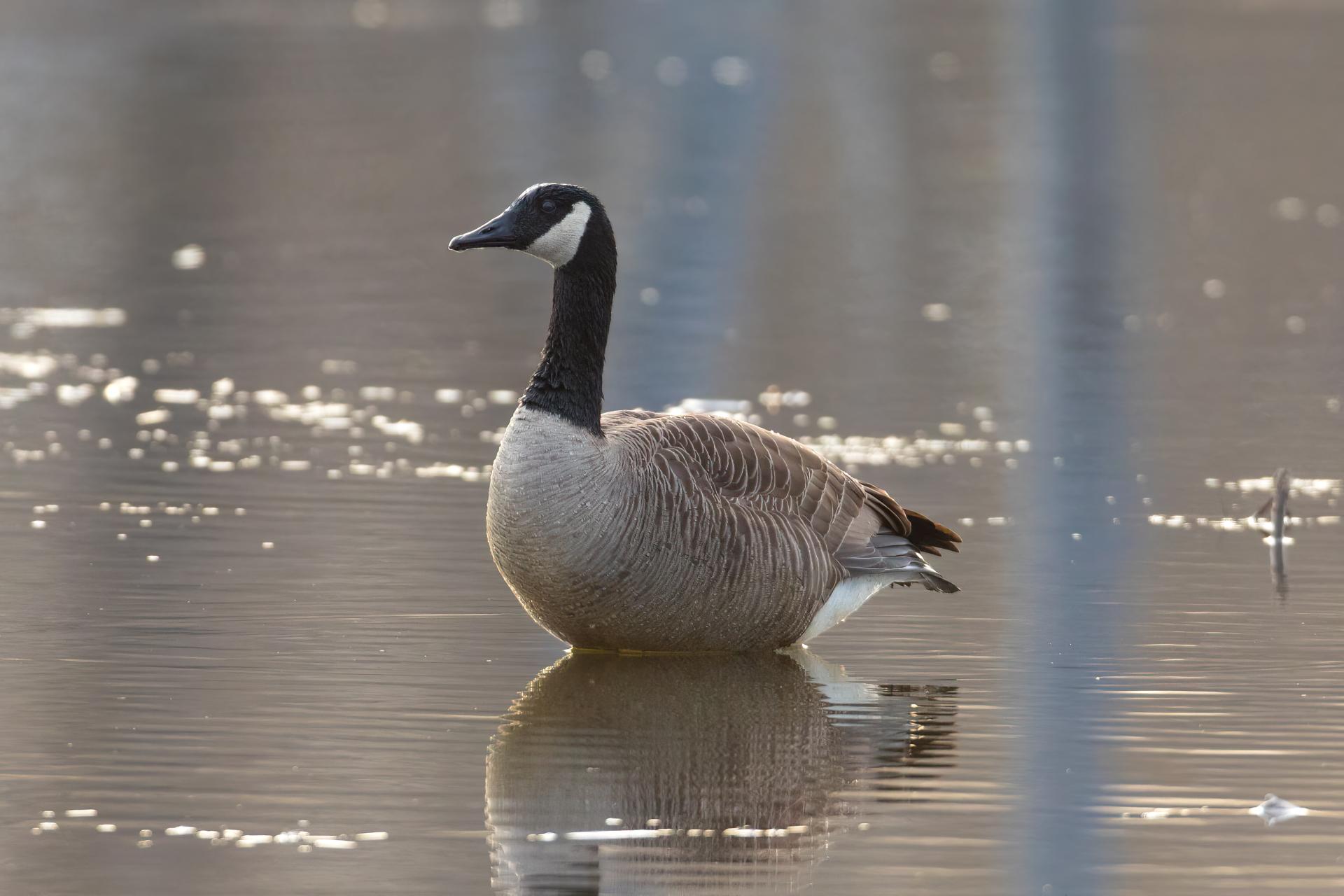 bernache-du-canada-goose
