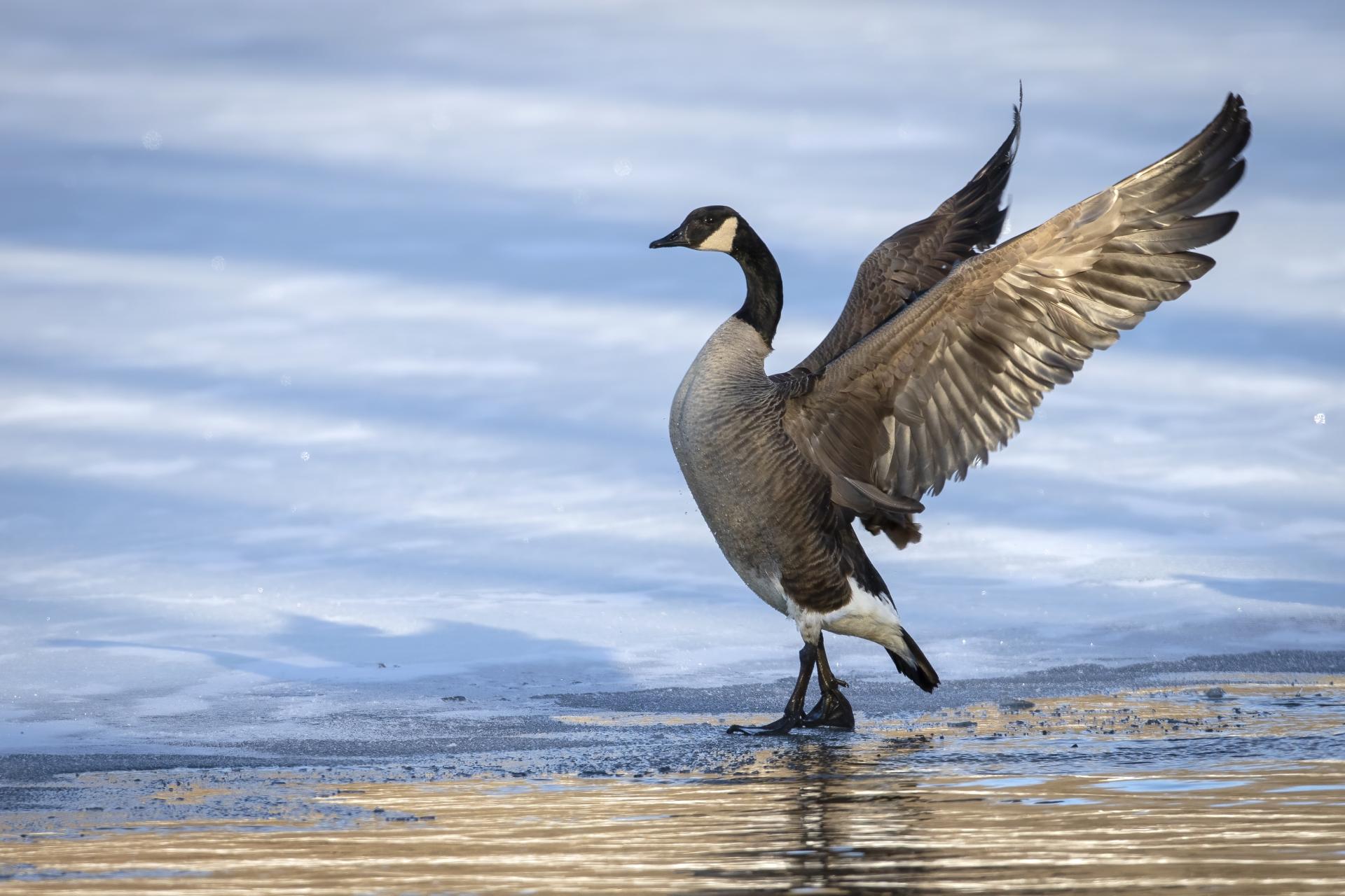 bernache-du-canada-goose