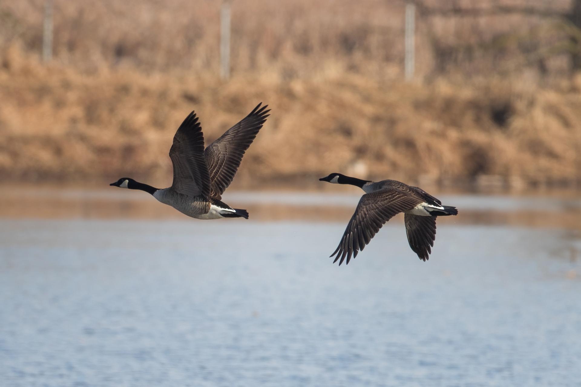 bernache-du-canada-goose