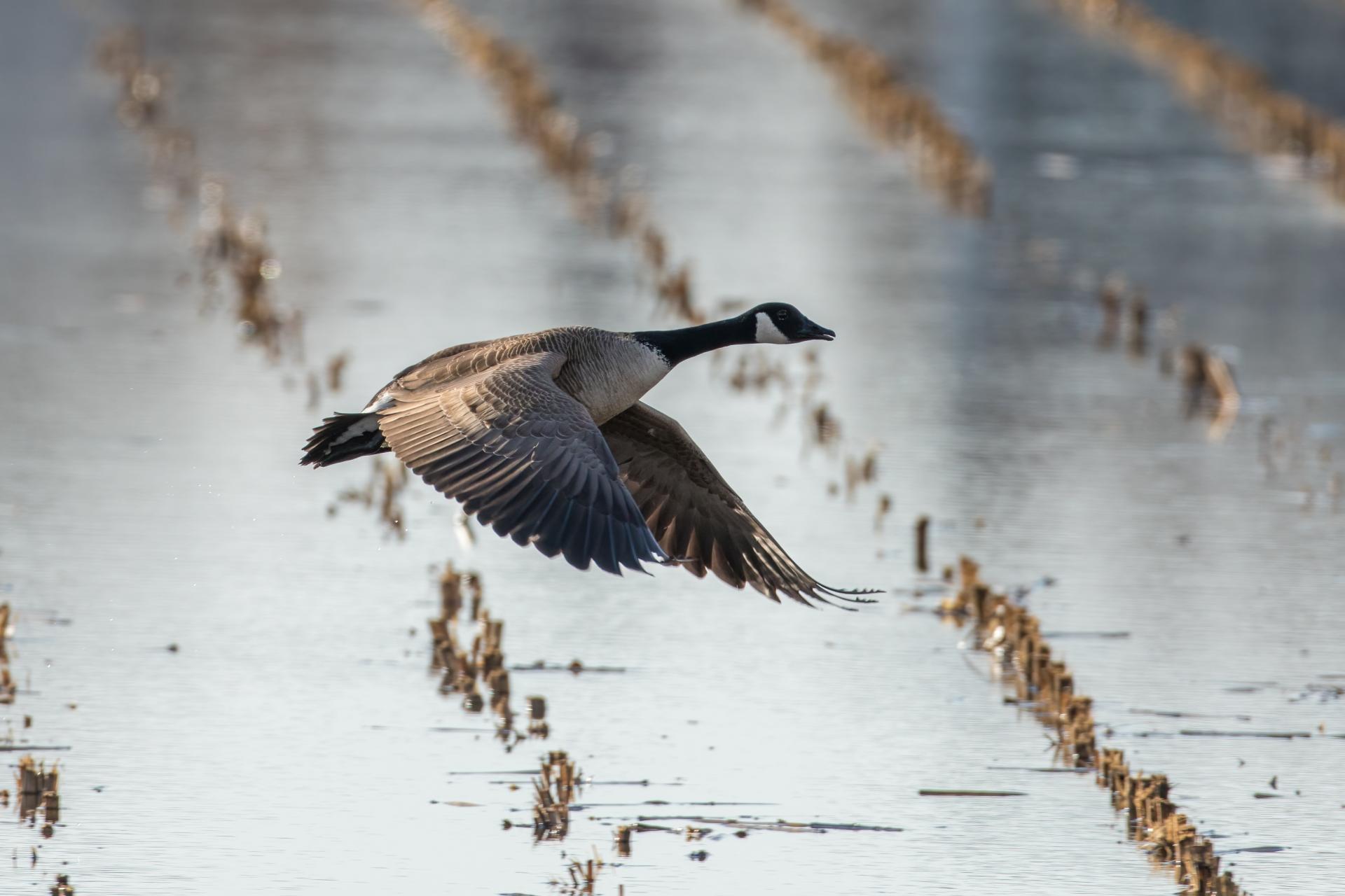 bernache-du-canada-goose