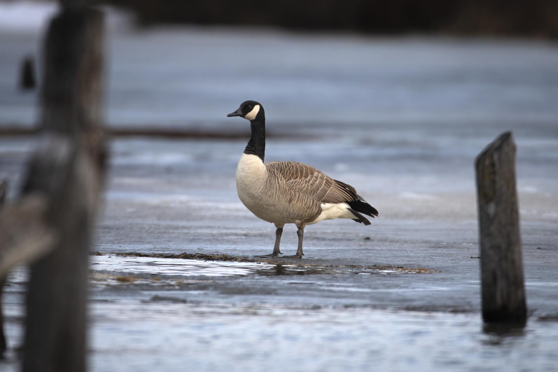 bernache-du-canada-goose
