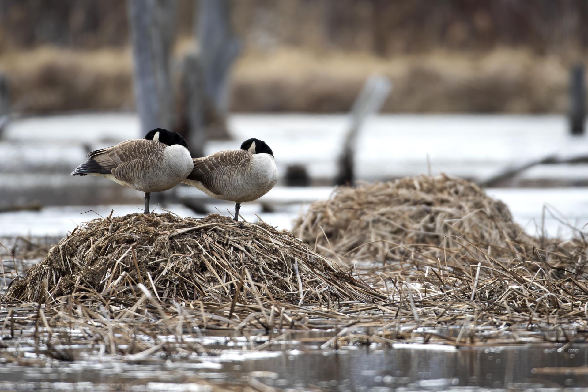 bernache-du-canada-goose