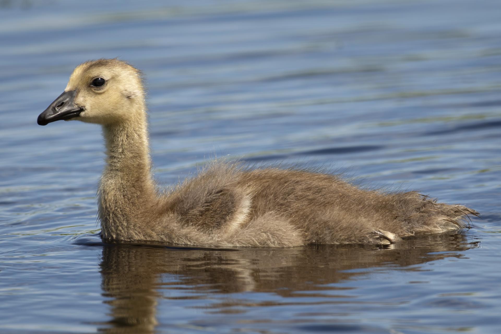 bernache-du-canada-goose