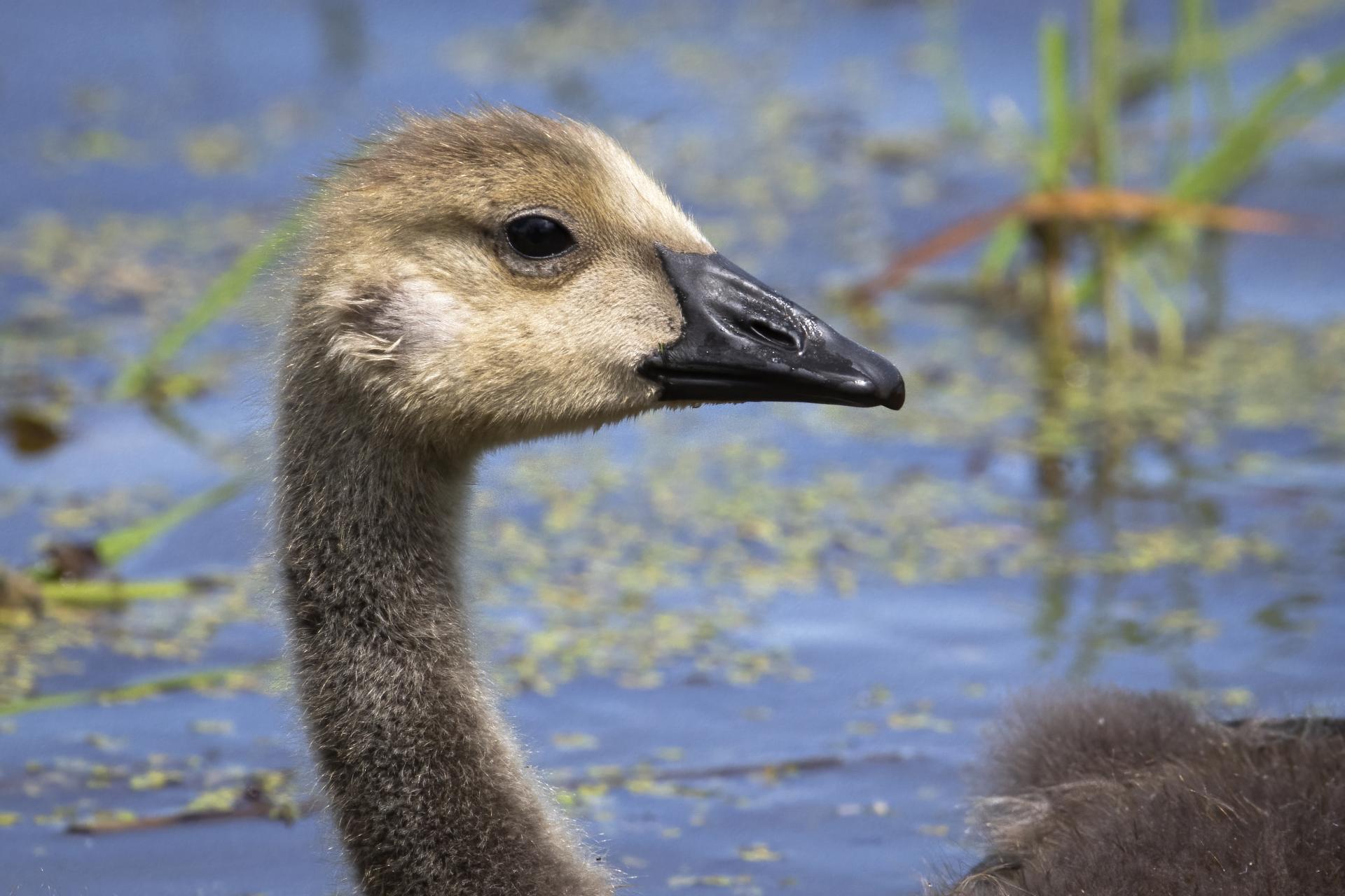 bernache-du-canada-goose
