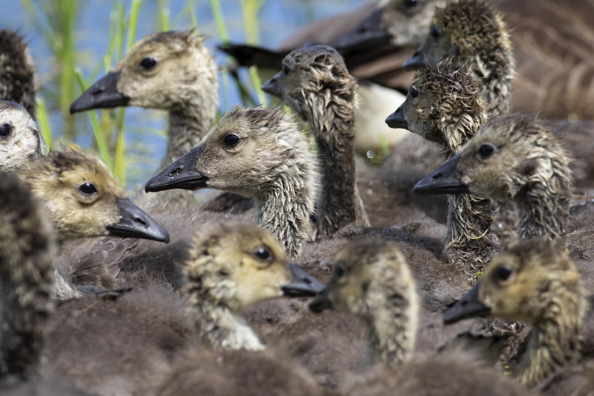 bernache-du-canada-goose