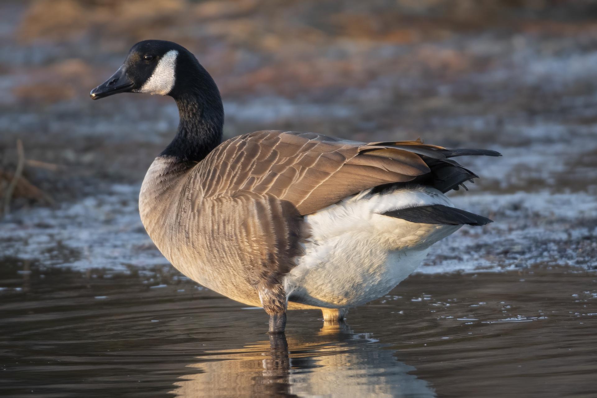 bernache-du-canada-goose