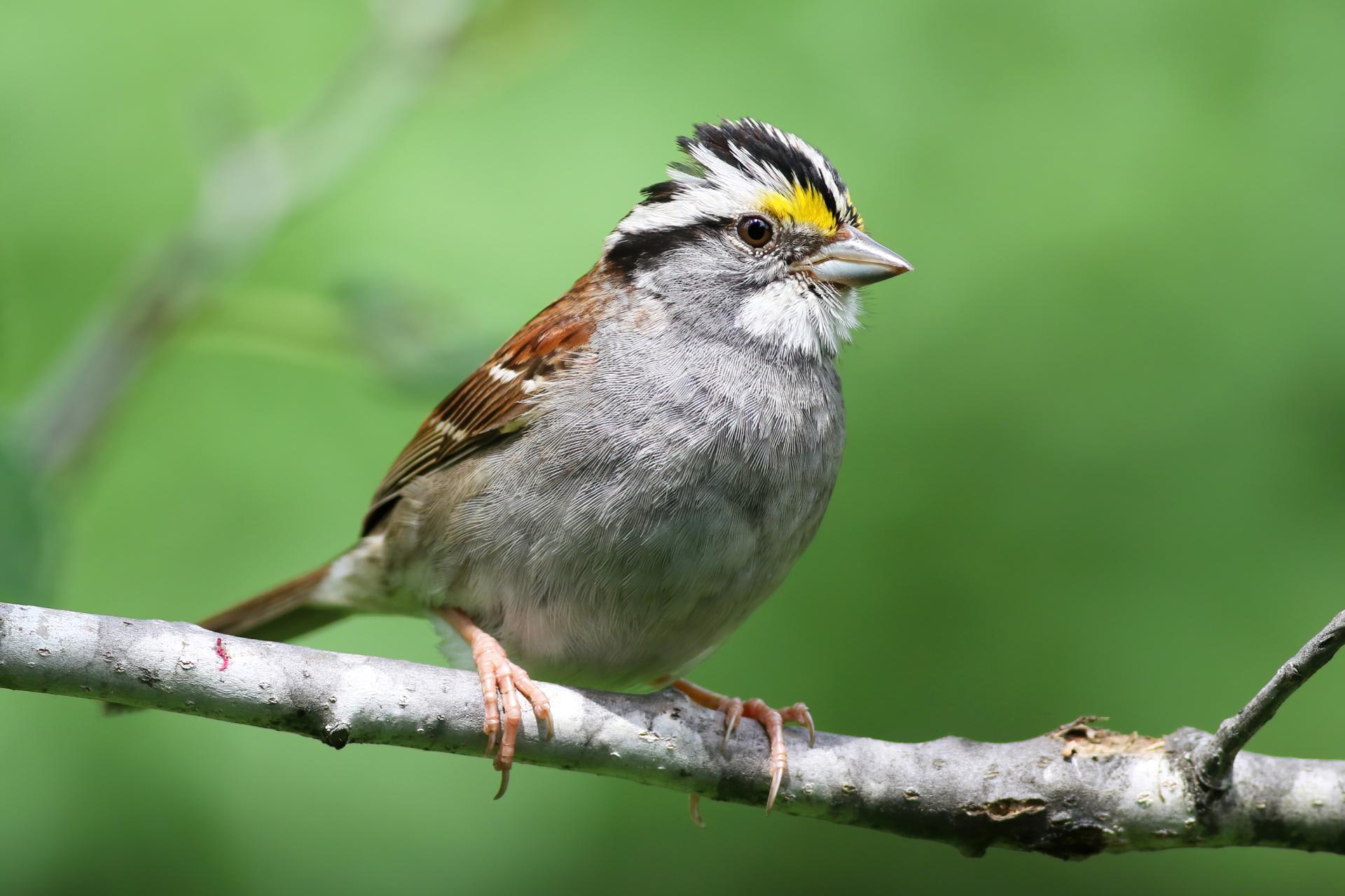bruant-a-gorge-blanche-song-sparrow
